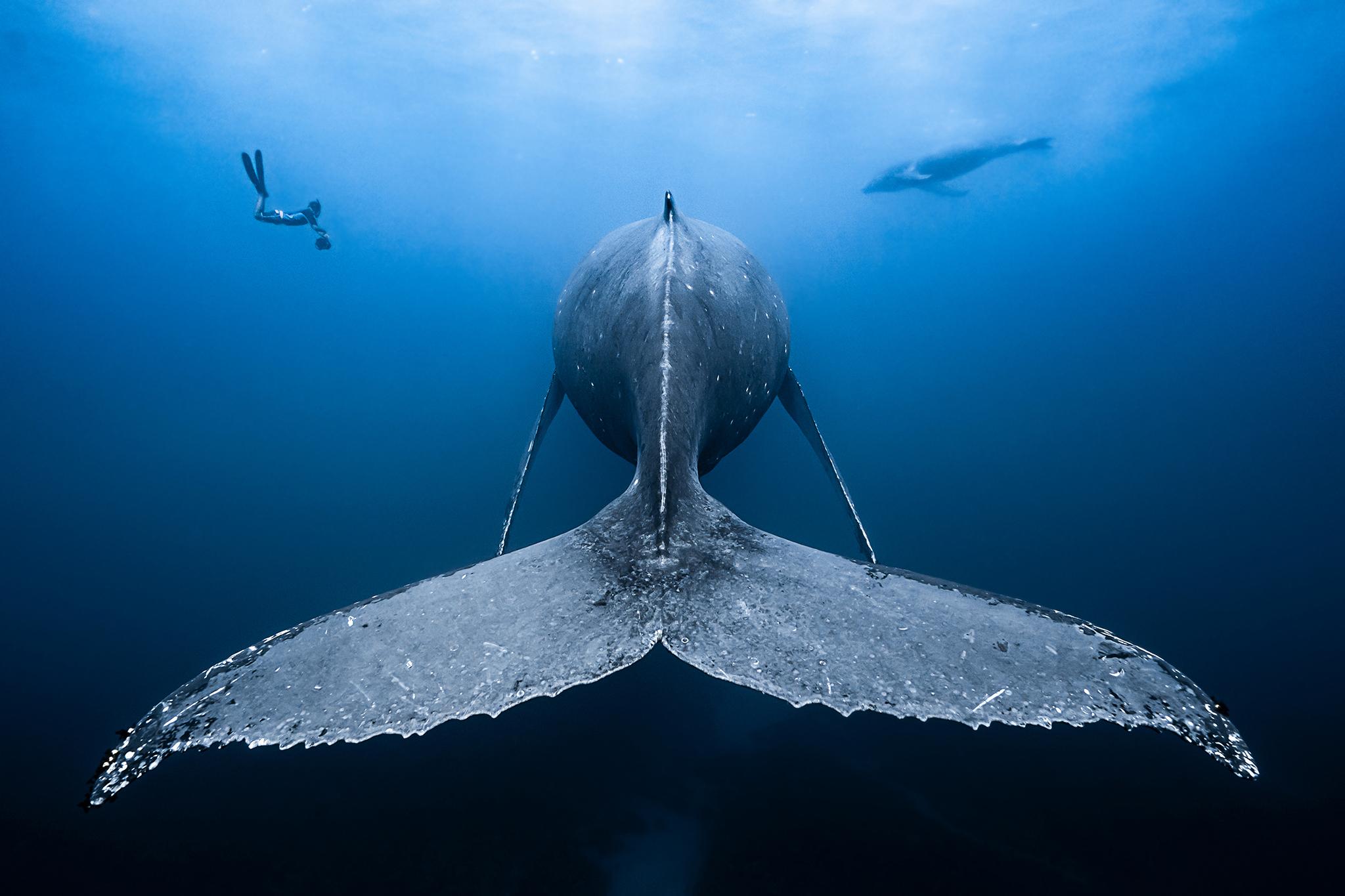 Winner: Wide Angle. "The first moment I viewed this image I knew it would be a strong contender. For me it's the symmetry of the Humpback and the balance between the diver and calf. Everything about it is in perfect alignment. The shape of the tail in relation to the four corners of the frame, not to mention the position of the free diver and calf. Superb imagery at its very best.  Many congratulations Francois." - Martin Edge (Judge)