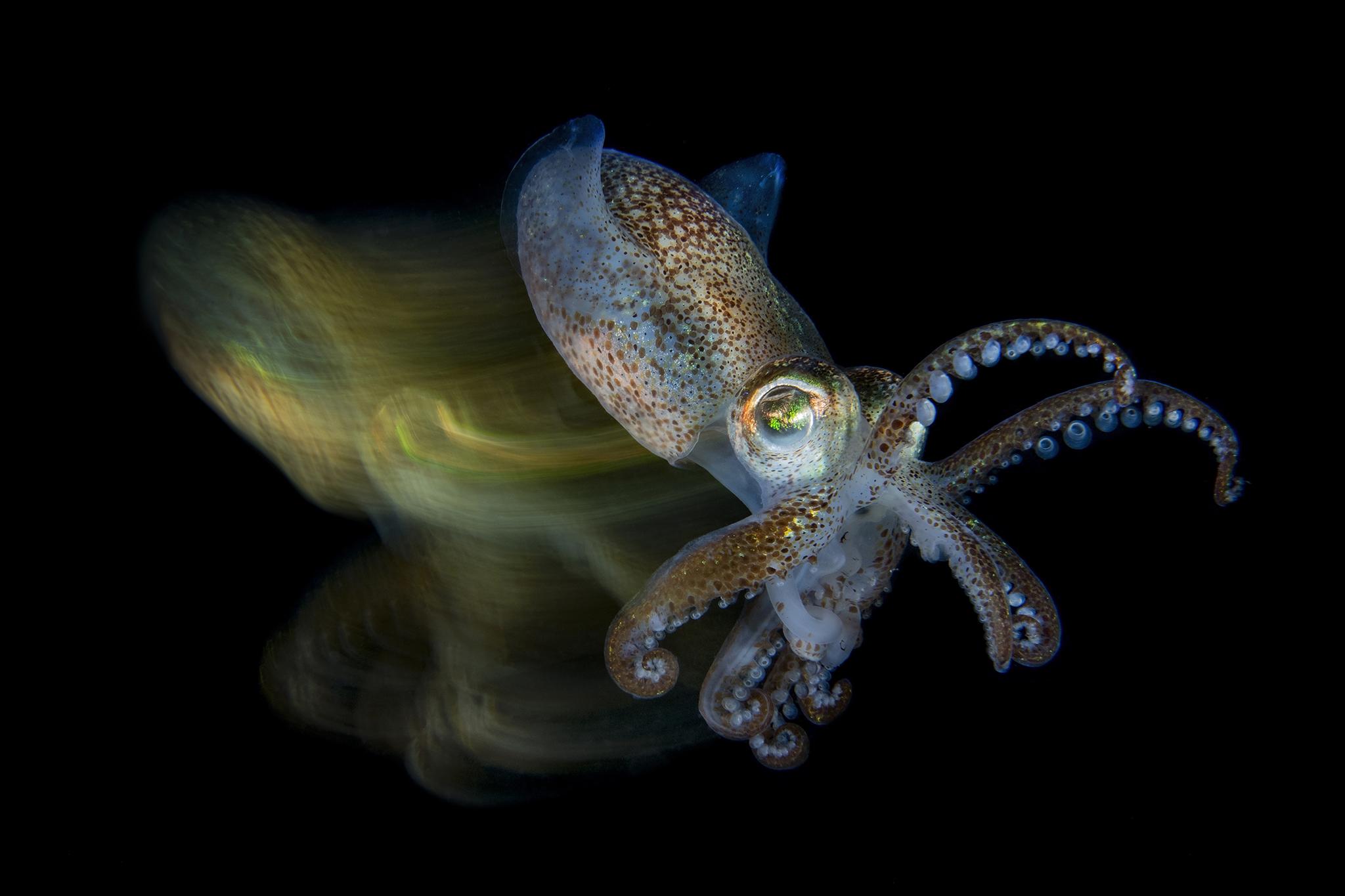 Winner: Macro. "Fabio’s use of long exposure and panning has turned a classic portrait of a Sepiola into an unforgettable one. The sharp and ghosted images of the bobtail squid balance pleasingly in the frame and combined with the outstretched tentacles give the feeling of the cephalopod lunging for its prey. An innovative and most deserving category winner." - Alex Mustard (Judge)