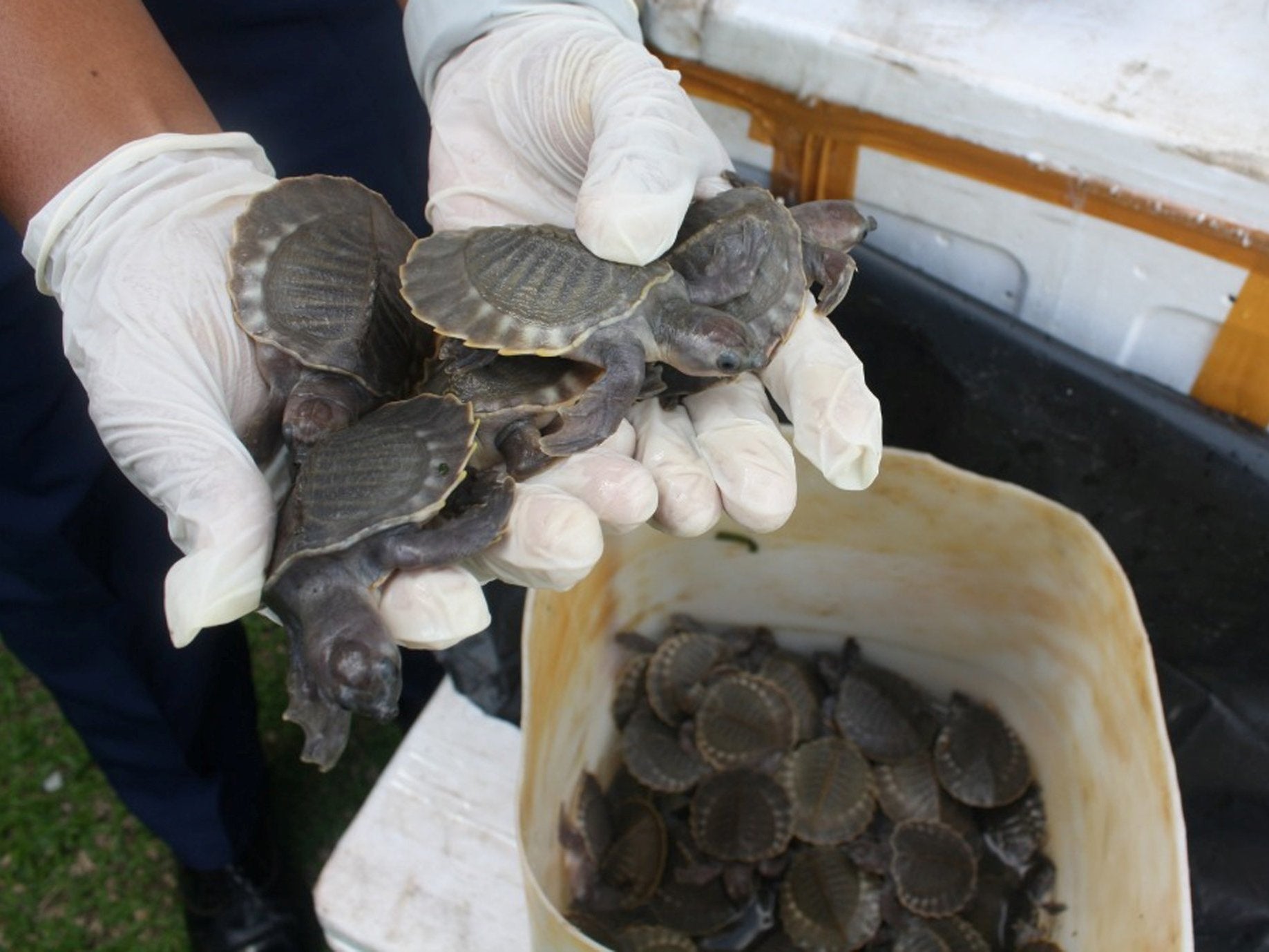 Some of the thousands of pig-nosed turtles seized after the Malaysian bust