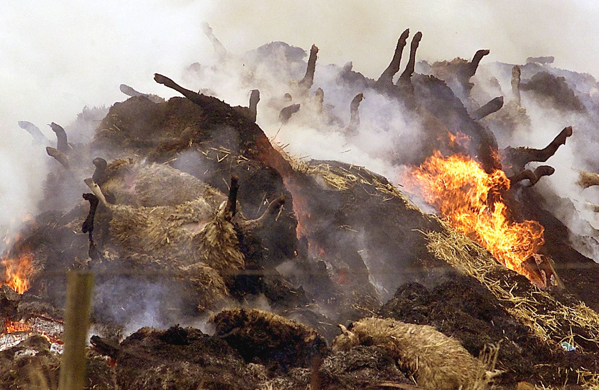 Around 600 sheep burn on a pyre in northern France