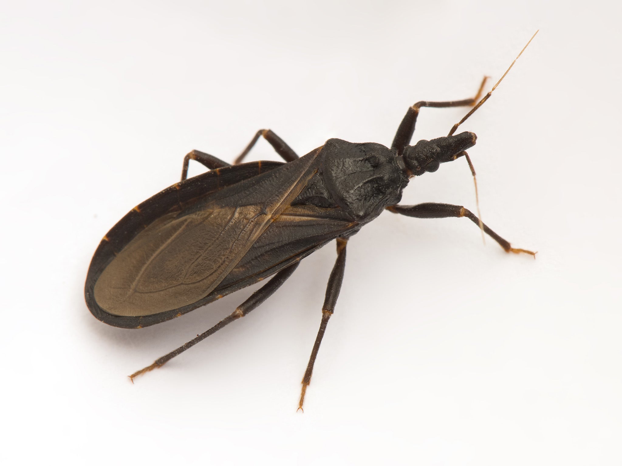 Closeup of an assassin bug, also known as a kissing bug, carrier of Chagas disease (Getty/iStock)