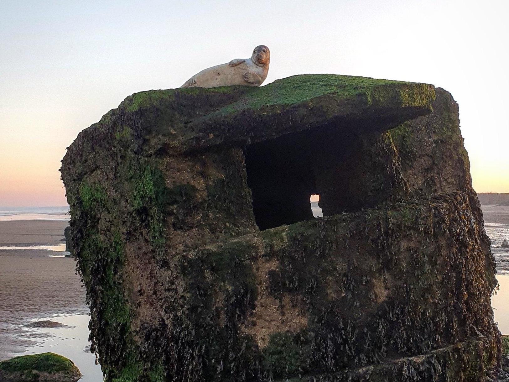 The grey seal had an eye infection and was dehydrated after spending the day in the sun