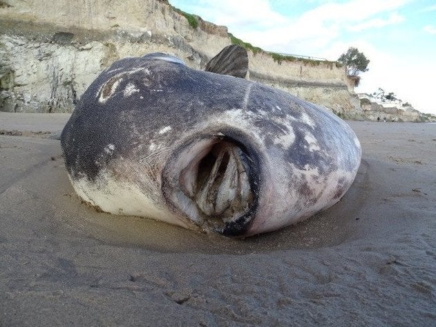 A hoodwinker sunfish is seen on a beach in Santa Barbara, California