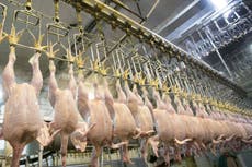 US trade deal 'greatest threat to food safety since mad cow disease'