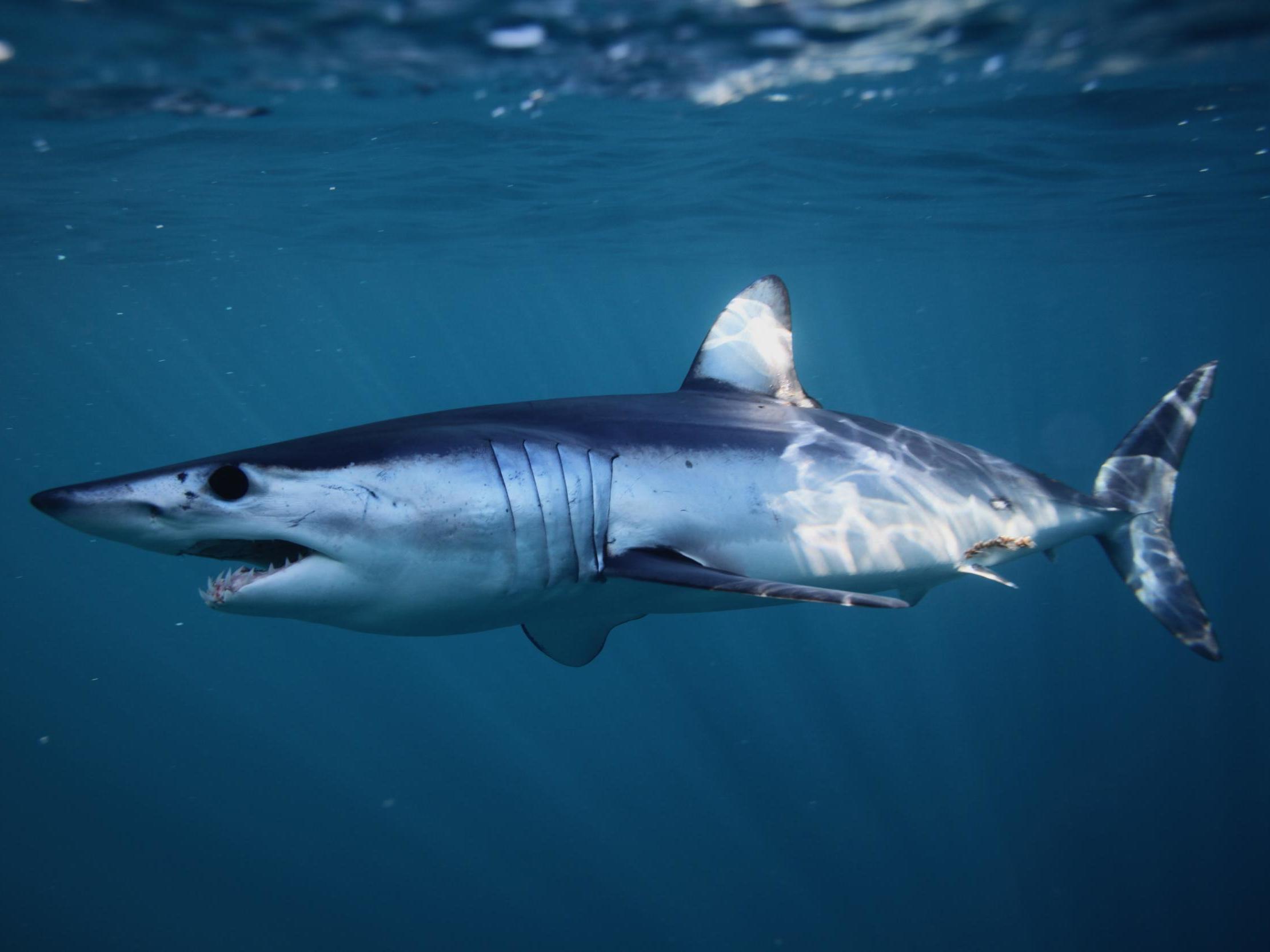 Mako sharks have been recorded at speeds in excess of 60mph but may be able to go even faster