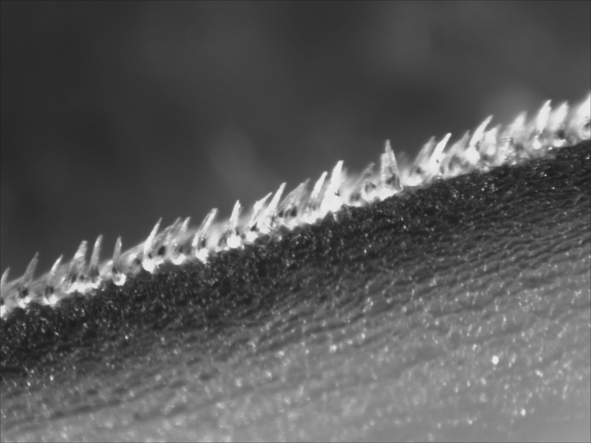 Shortfin mako shark scales which each measure about 0.2 millimeters in length are derived from tooth cells (Phil Motta – University of South Florida)