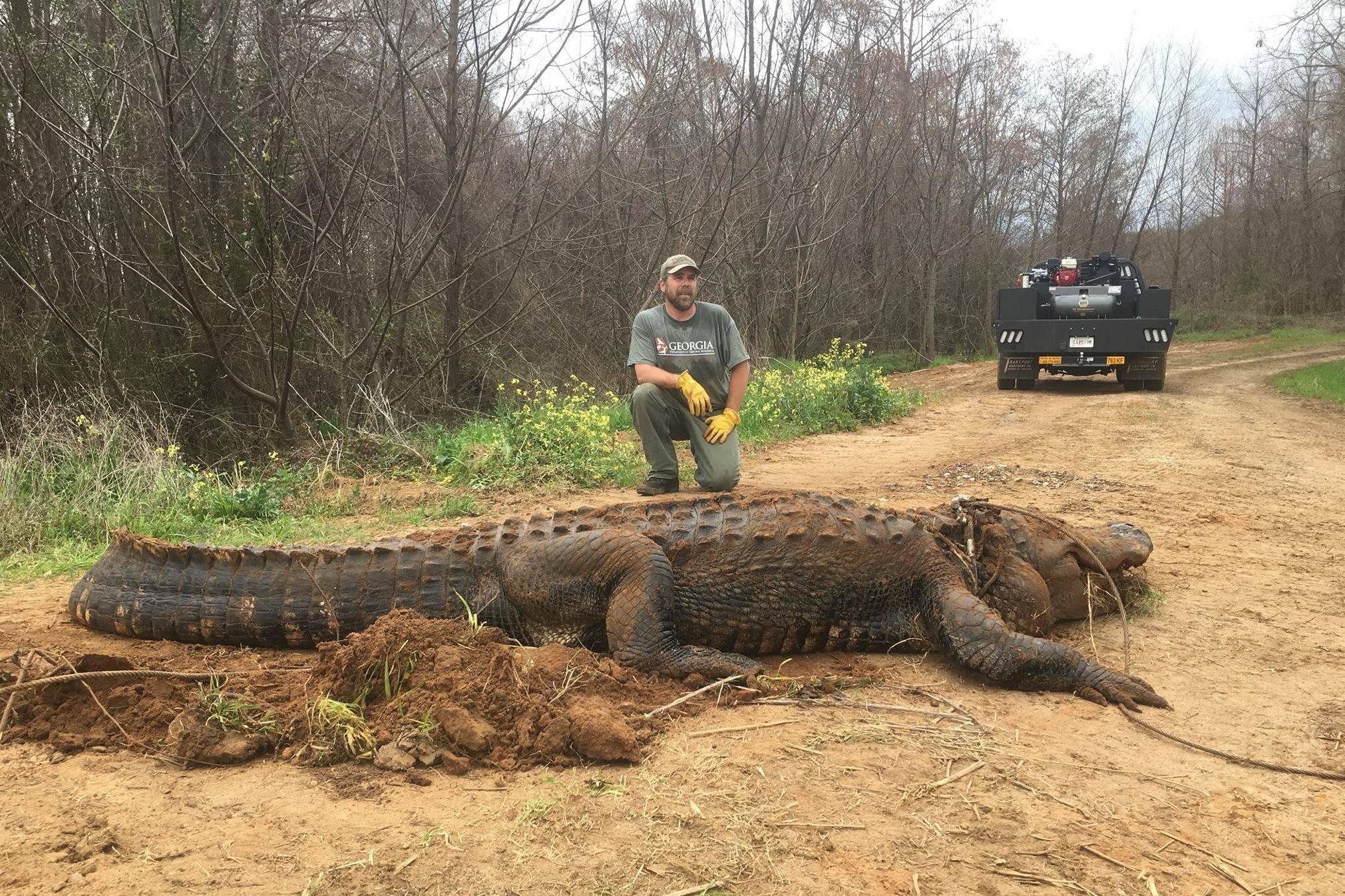 Alligator found in Georgia (Georgia Department of Natural Resources)