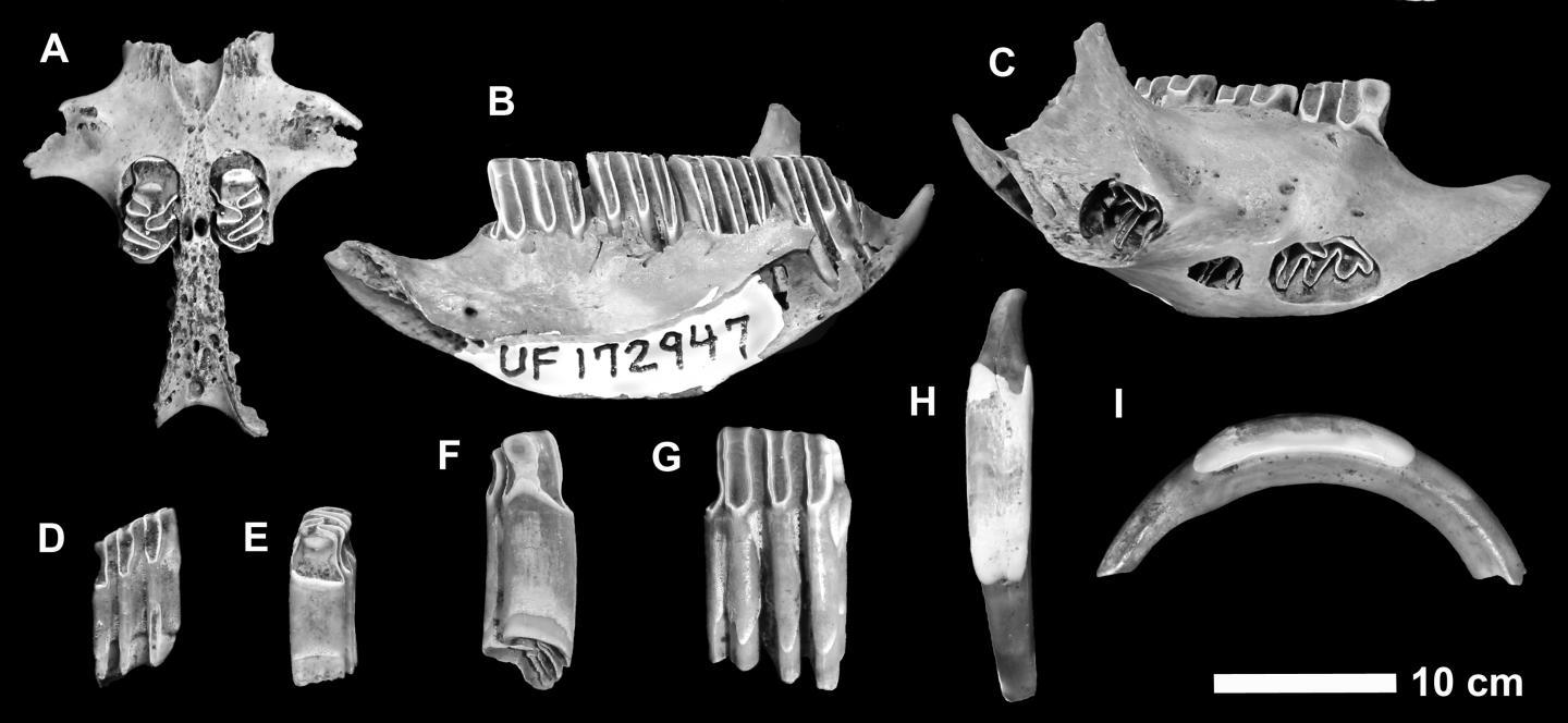 Fossils from the new mammals were discovered inside crocodiles