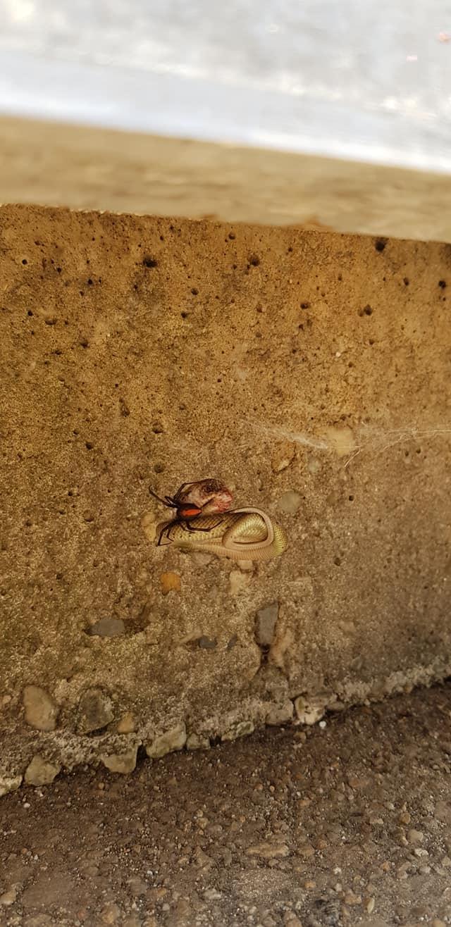 The battle was captured at a winery in Australia (Robyn McLennan)