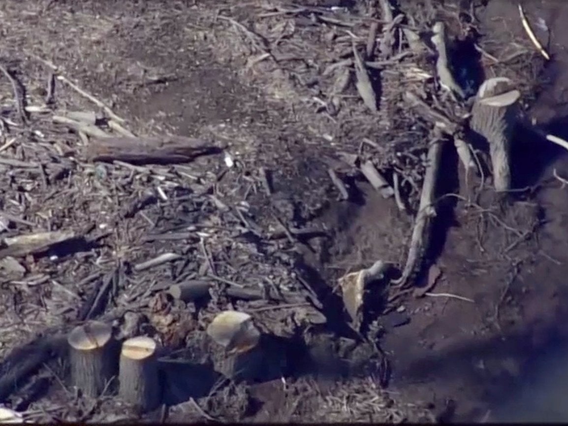 Trees cut down at the Trump National Gold Course in Virginia