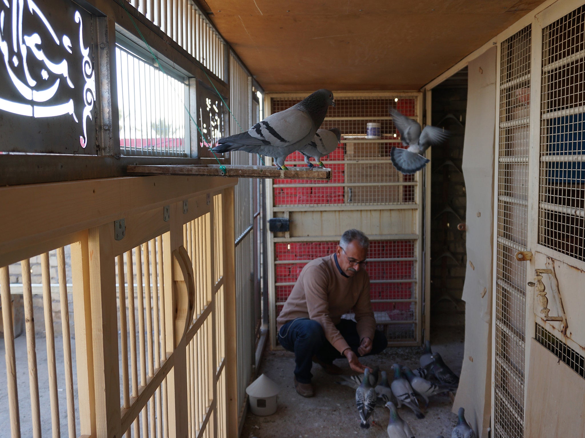 Khadim Hamid tends to some of his 50 pigeons in his loft in a leafy part of Baghdad