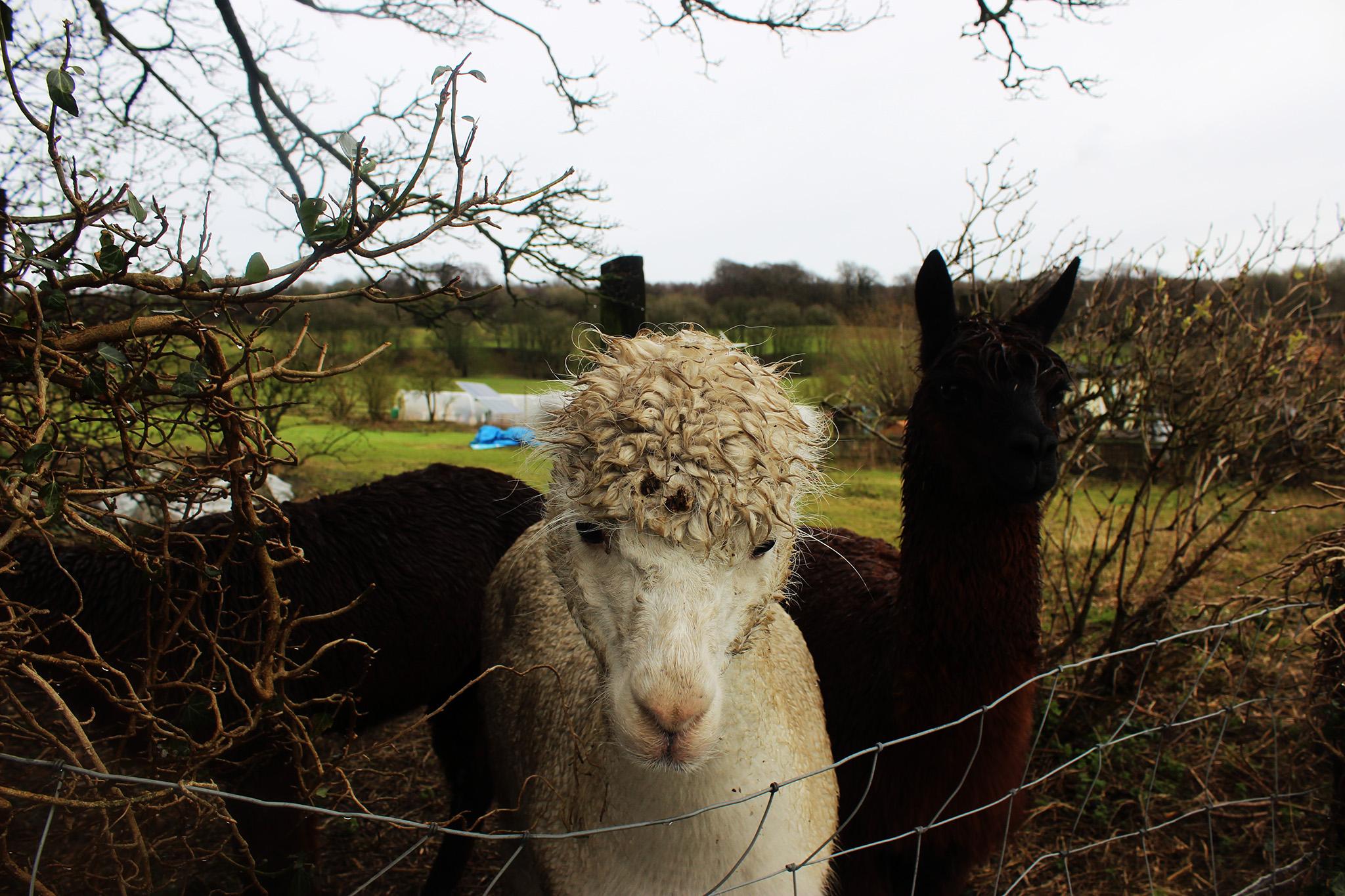 Llamas saying hello in Ashford, Kent