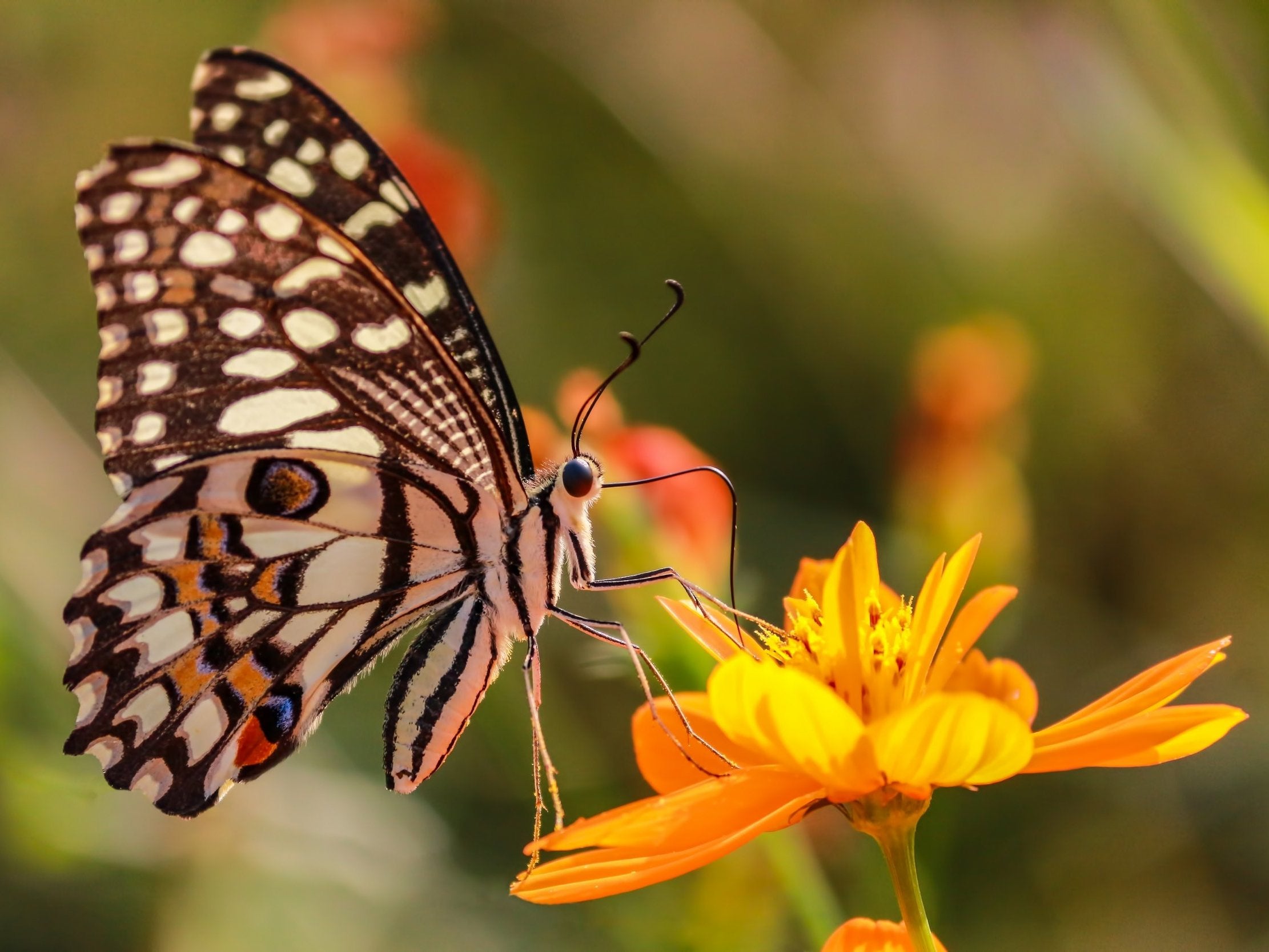 The Big Butterfly Count will inform what impact the changing climate is having on our biodiversity.