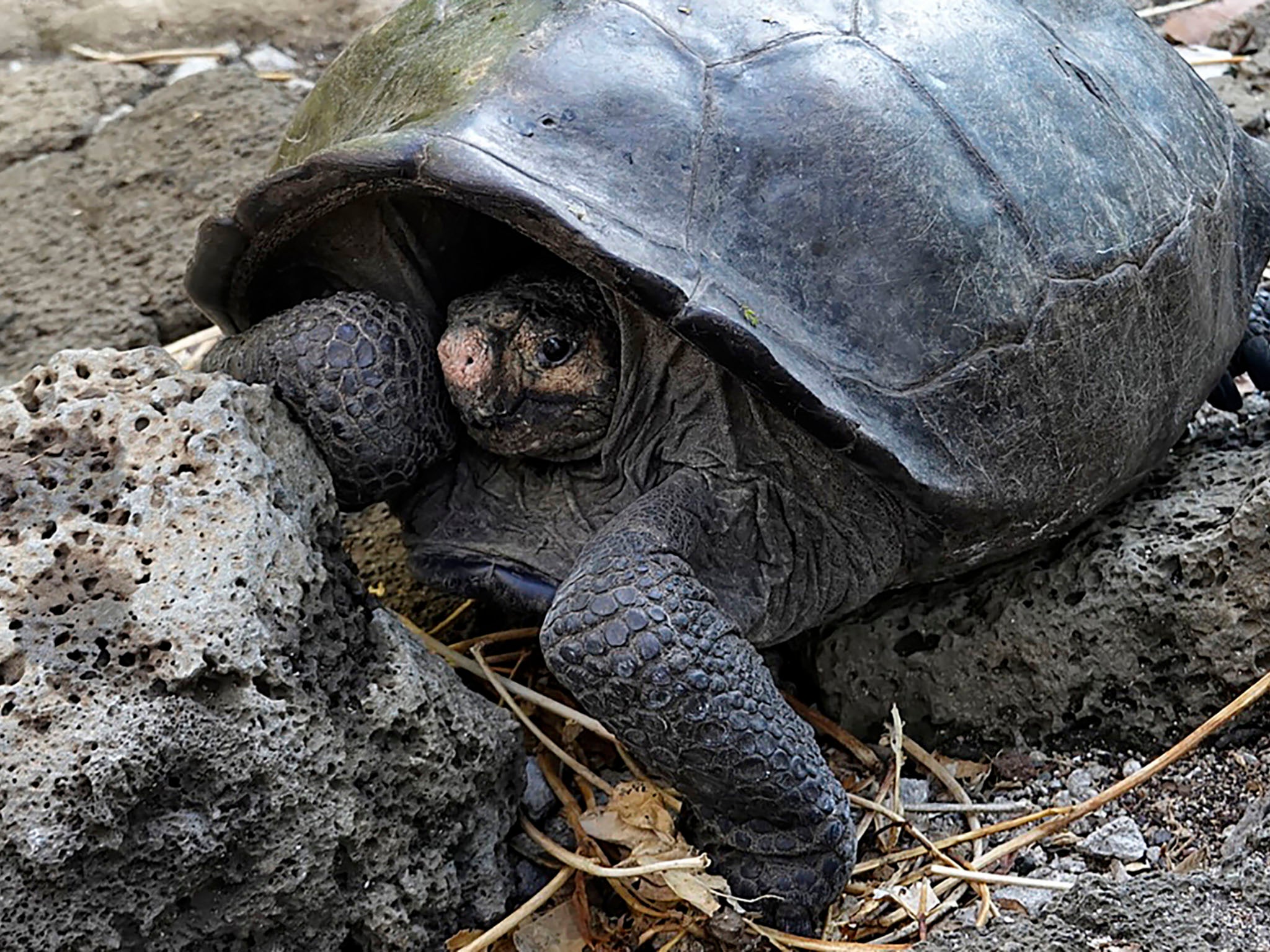 A Fernandina Island Galapagos tortoise was found last month for the first time since 1906