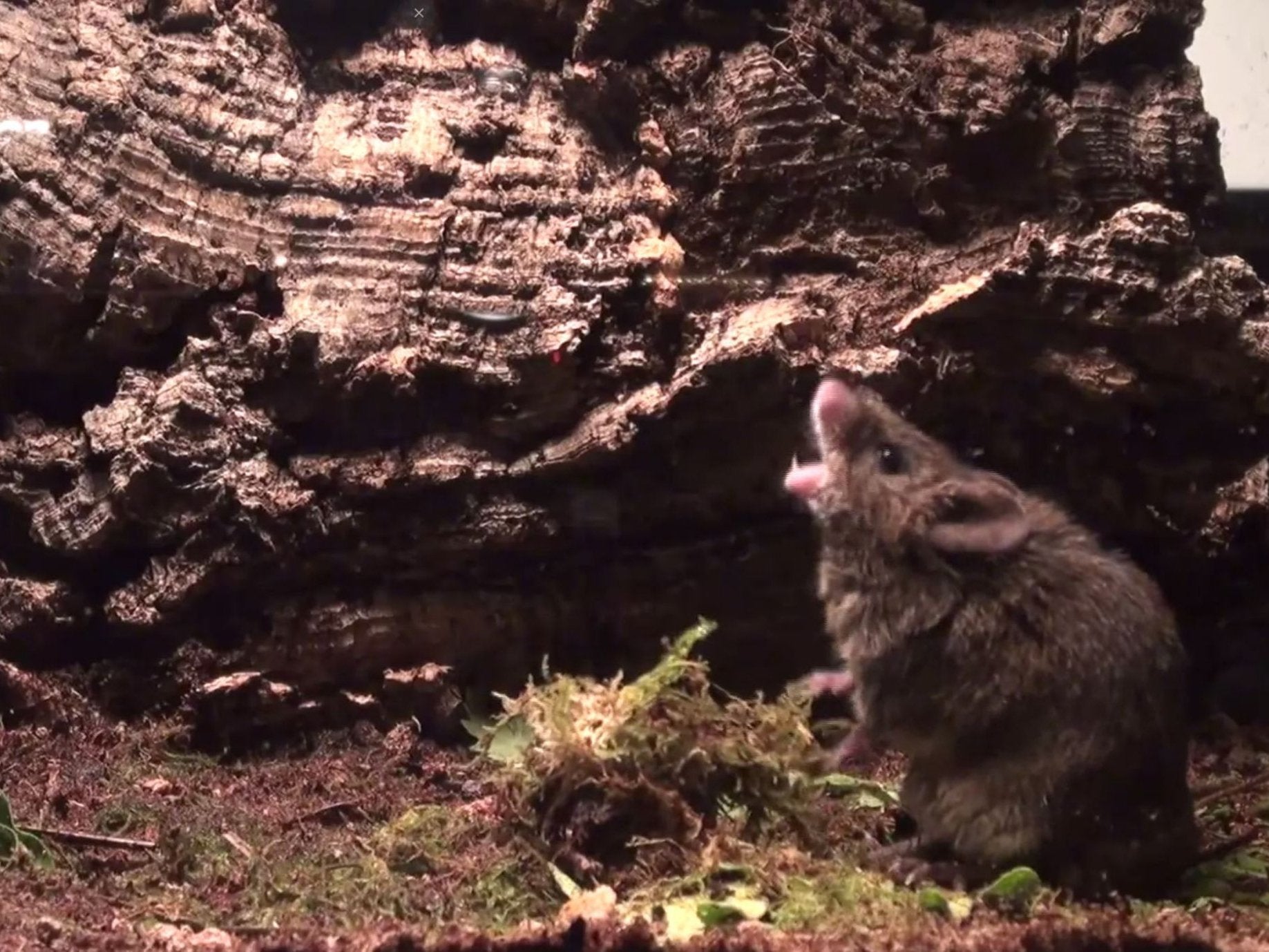 A male sings in response to a female’s odour