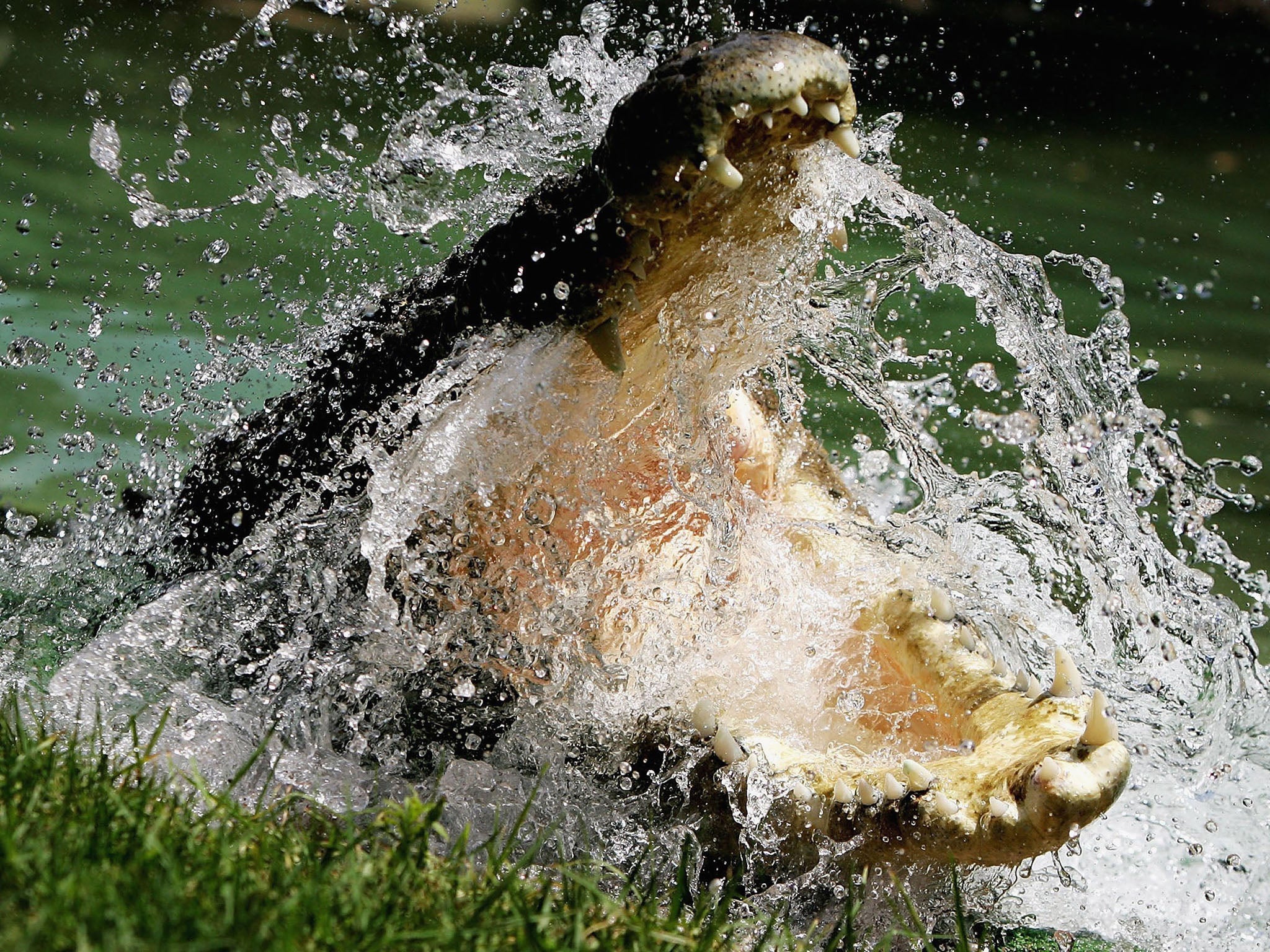 Although a protected species, it’s not unusual for locals to retaliate after watching a neighbour get eaten