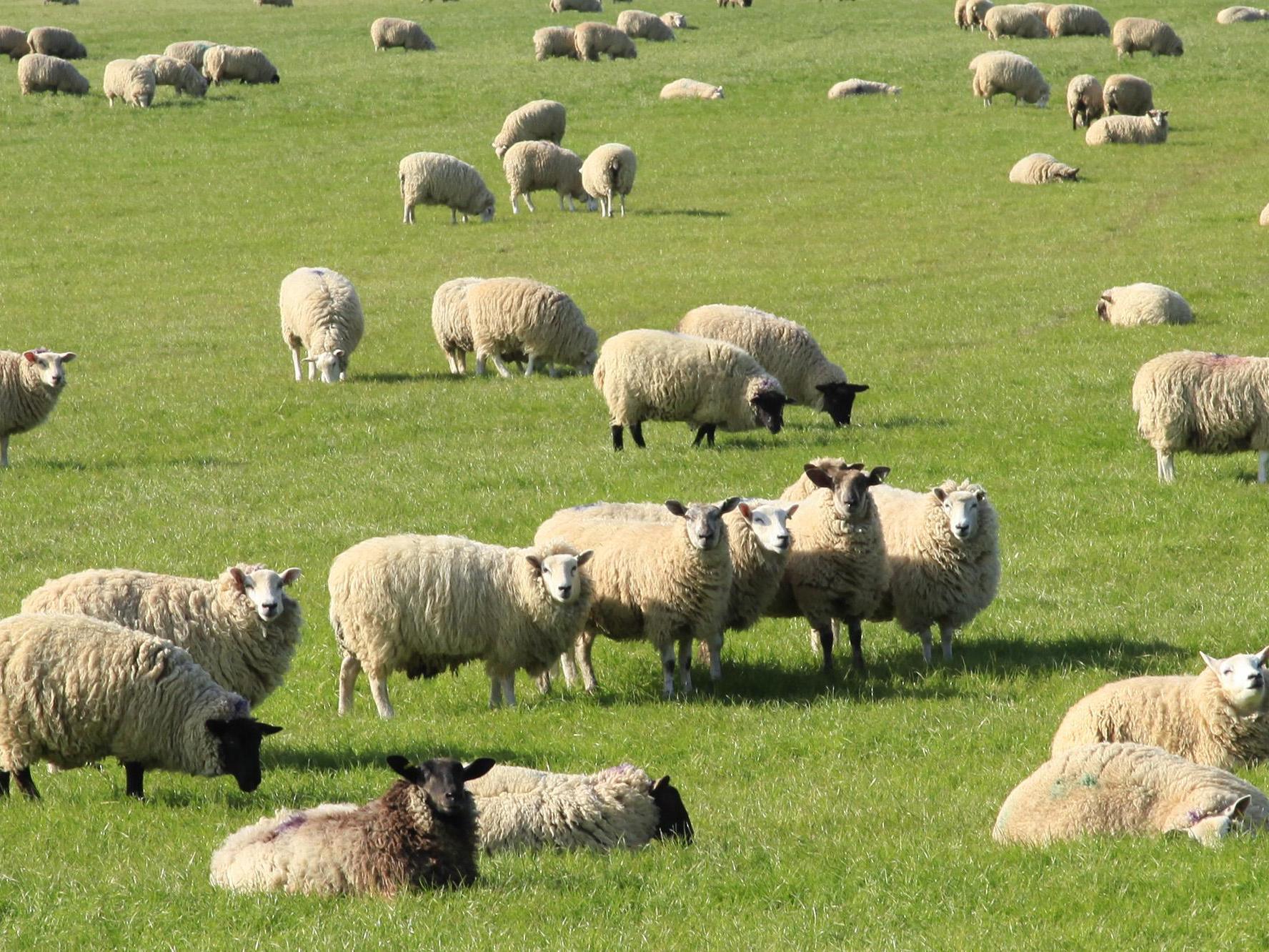 The sheep died on Bavarian Alps in Germany