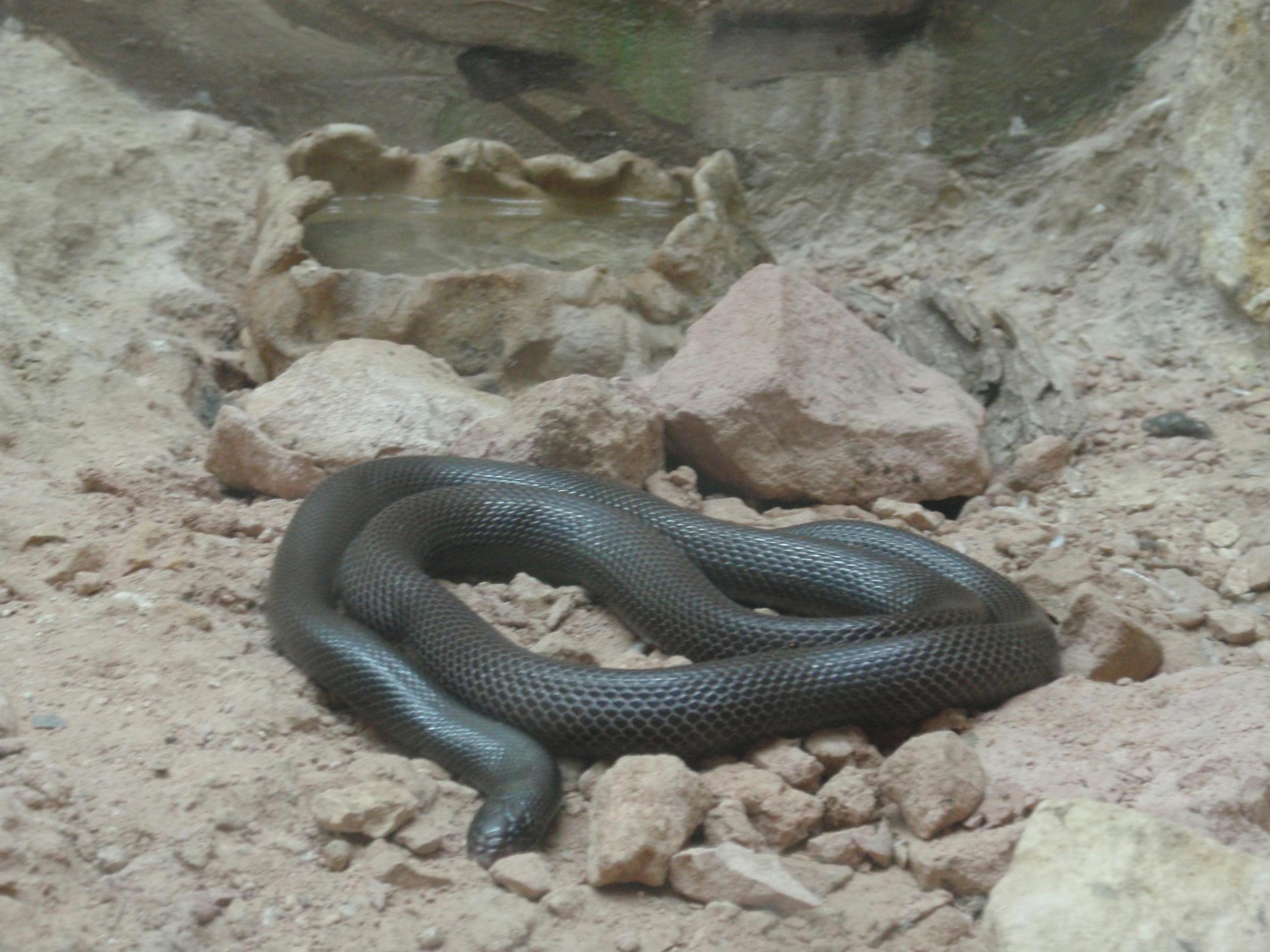 A stiletto snake