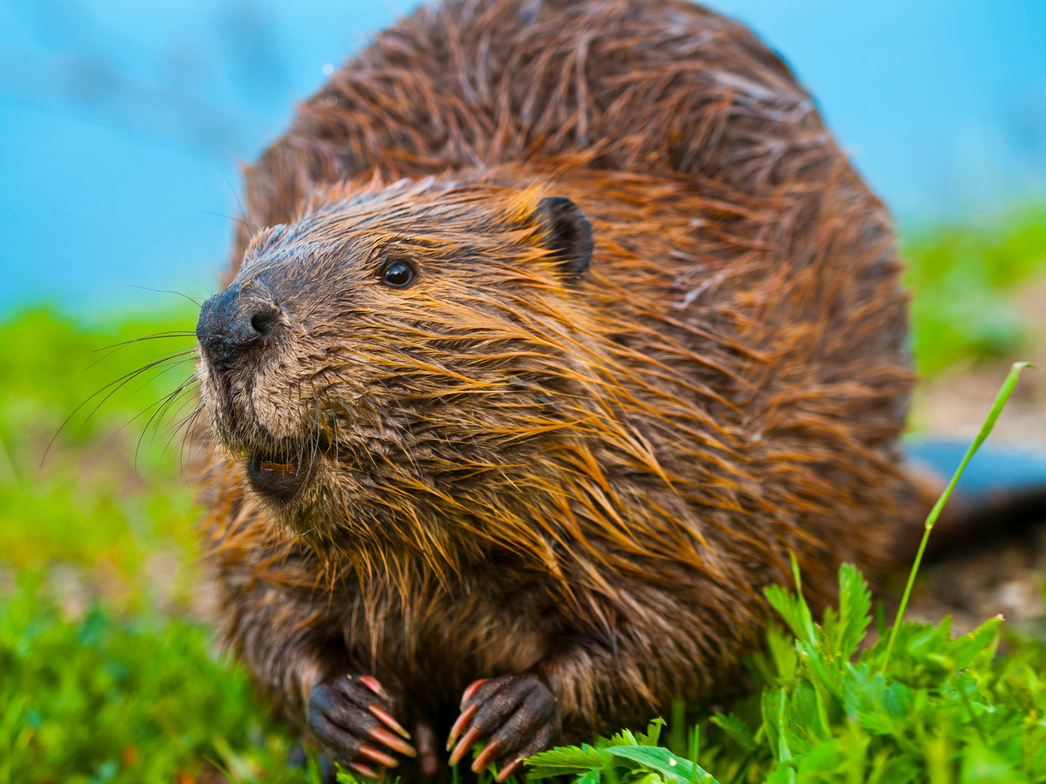 Beavers’ anal secretions are sometimes used in ice cream (Getty/iStock)