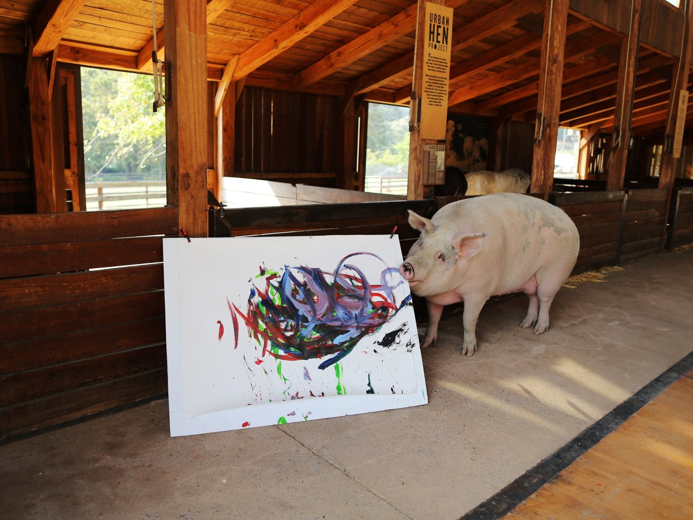 Pigcasso, a rescued pig, paints on a canvas at the Farm Sanctuary in Franschhoek, outside Cape Town, South Africa.