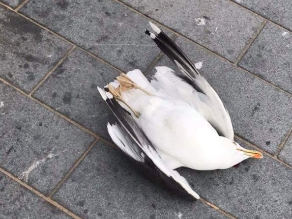 Seagull killed after being 'smashed' against wall in Weston-Super-Mare