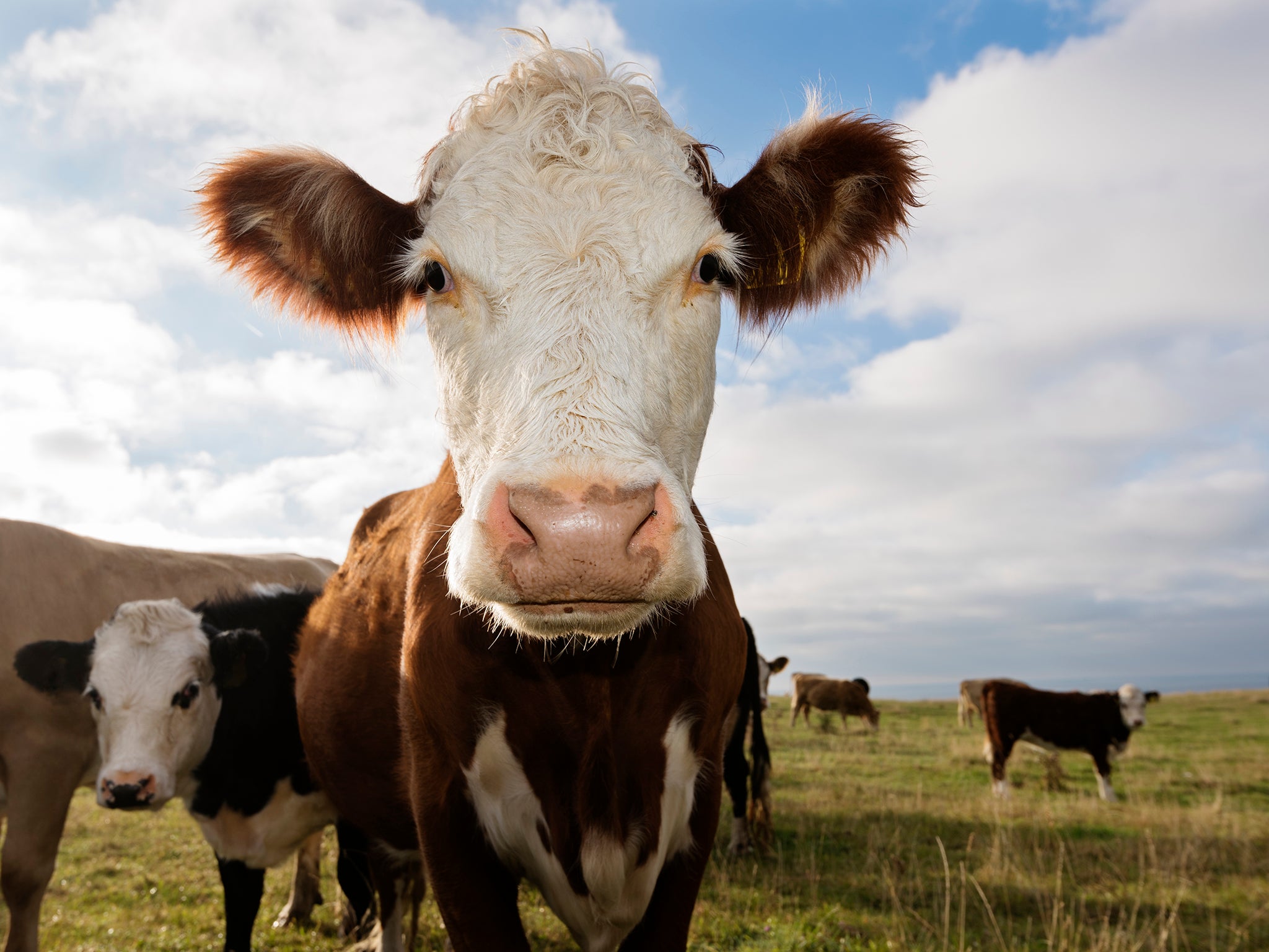 The government has announced that it would slash almost all tariffs in the event of a no-deal Brexit. Notable exceptions include cars and meat, which will see tariffs in place to protect British farmers