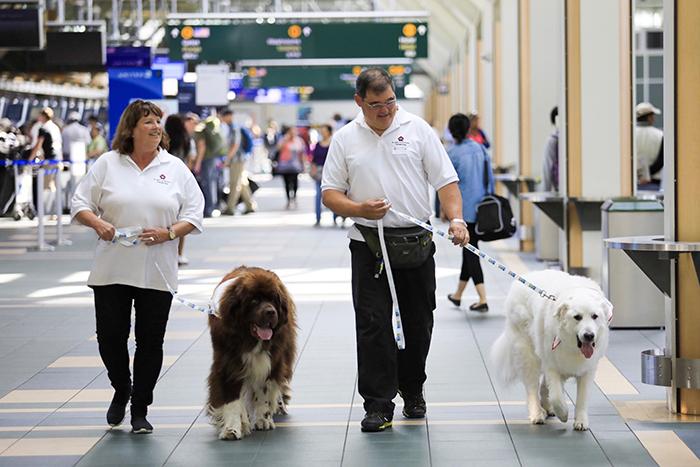 Vancouver International Airport employs therapy dogs to assist with anxious and stressed passengers