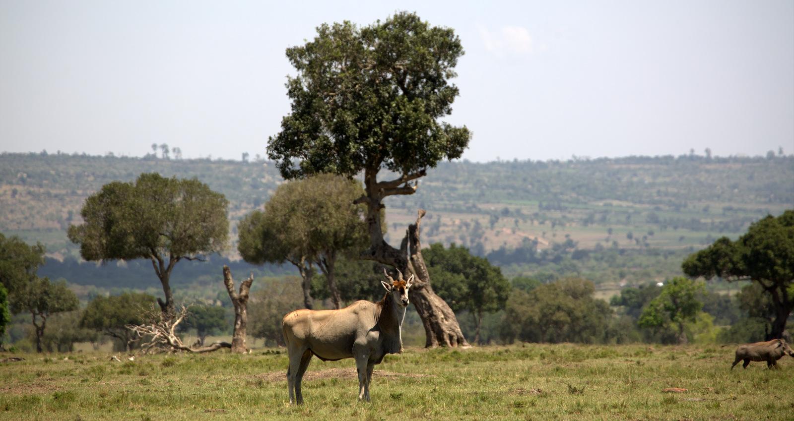 A walking safari also means protecting the land (Asilia)