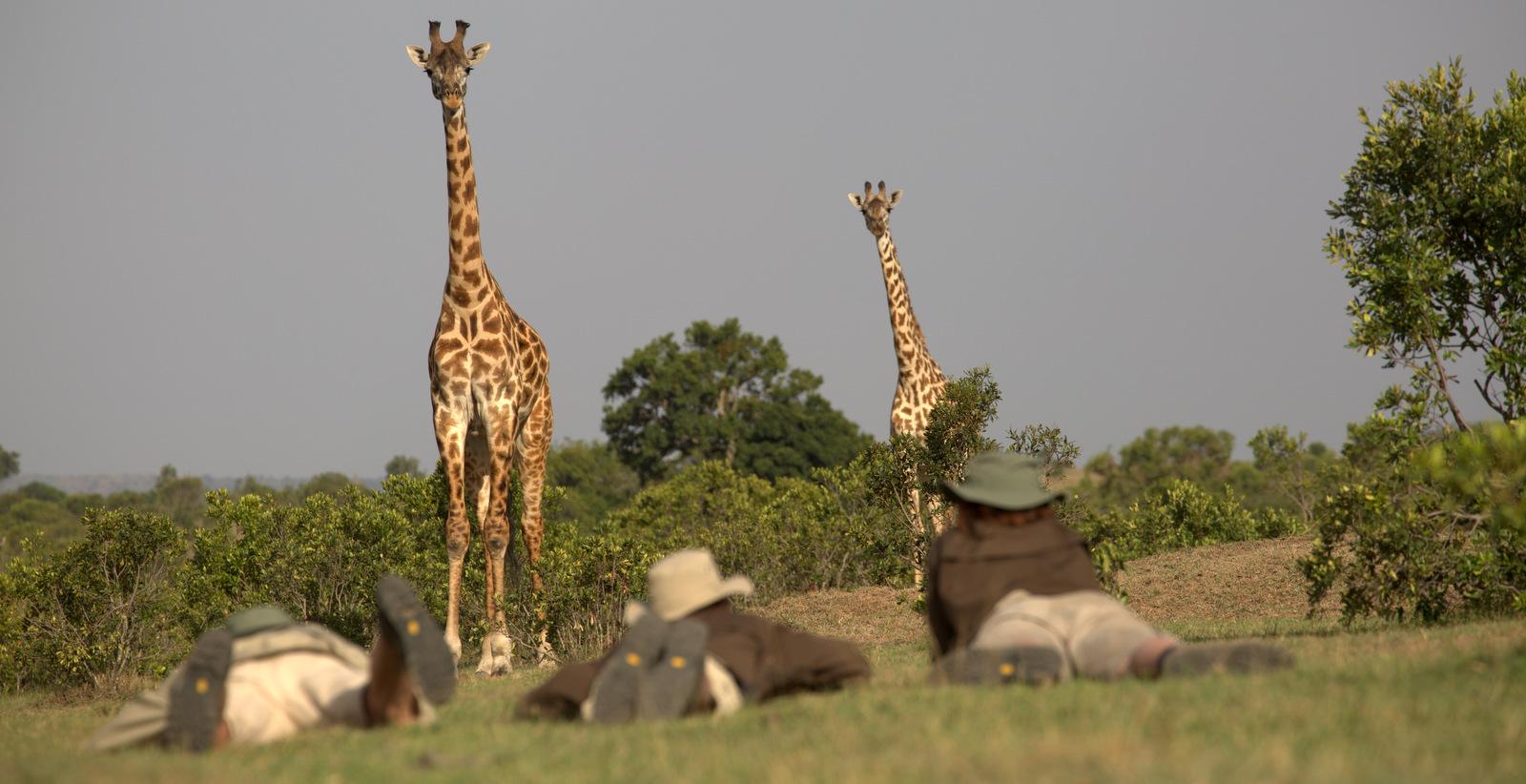 On two feet, find giraffes... (Asilia)