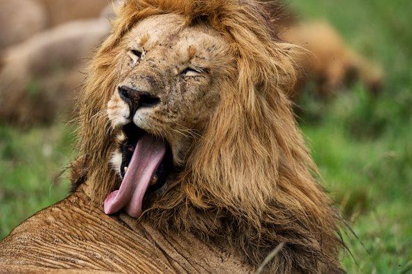 Spot lions in Kenya’s Maasai Mara (Asilia)