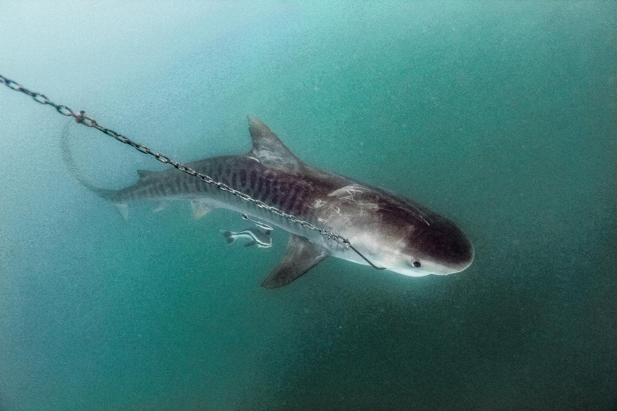 Campaigners in Australia have today released photographs showing sharks in snared in hooks placed as part of the Queensland government’s Shark Control Program