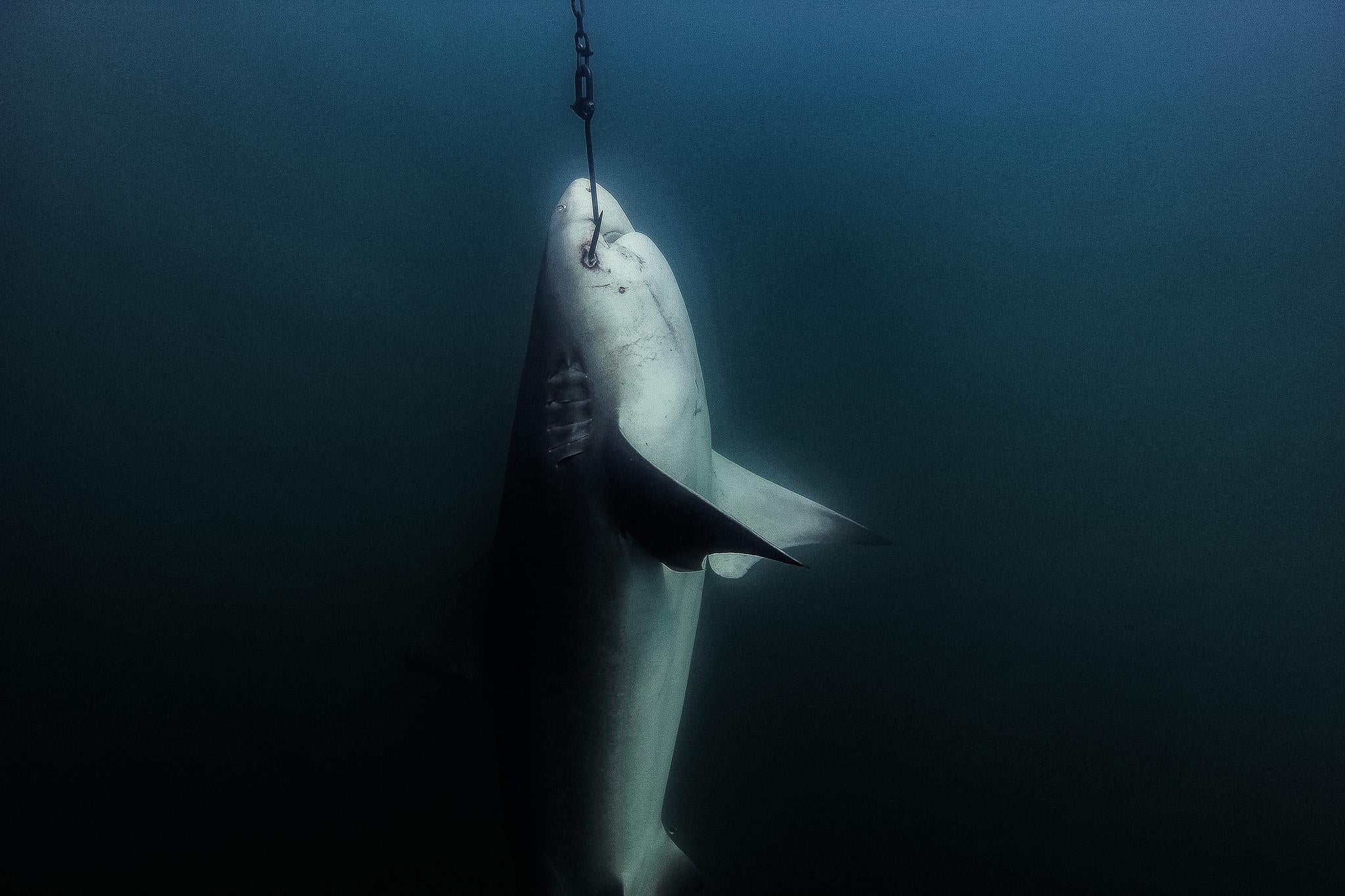 Operating in the Great Barrier Reef Marine Park, the program is intended to reduce the threat of attacks in Queensland’s waters by capturing sharks with nets and drumlines, permanent fishing hooks buoyed off coast