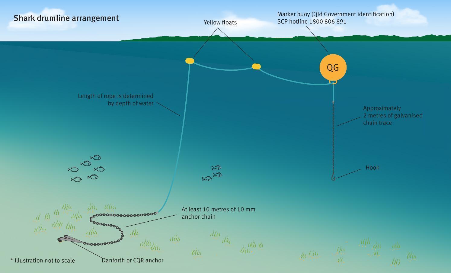 A diagram showing the drumlines used by the Queensland government to catch sharks