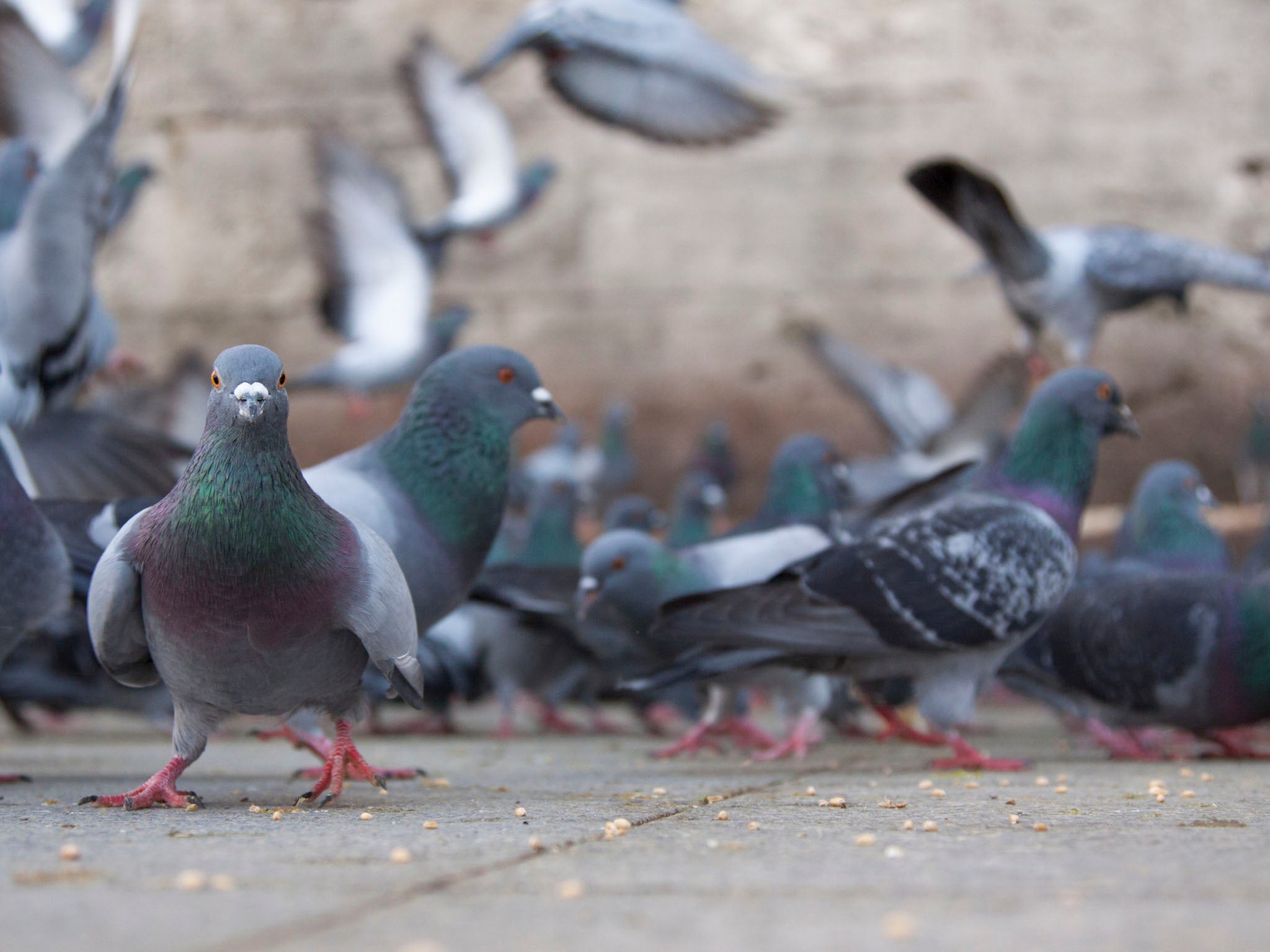 Pigeons are able to beat match, which looks a lot like dancing