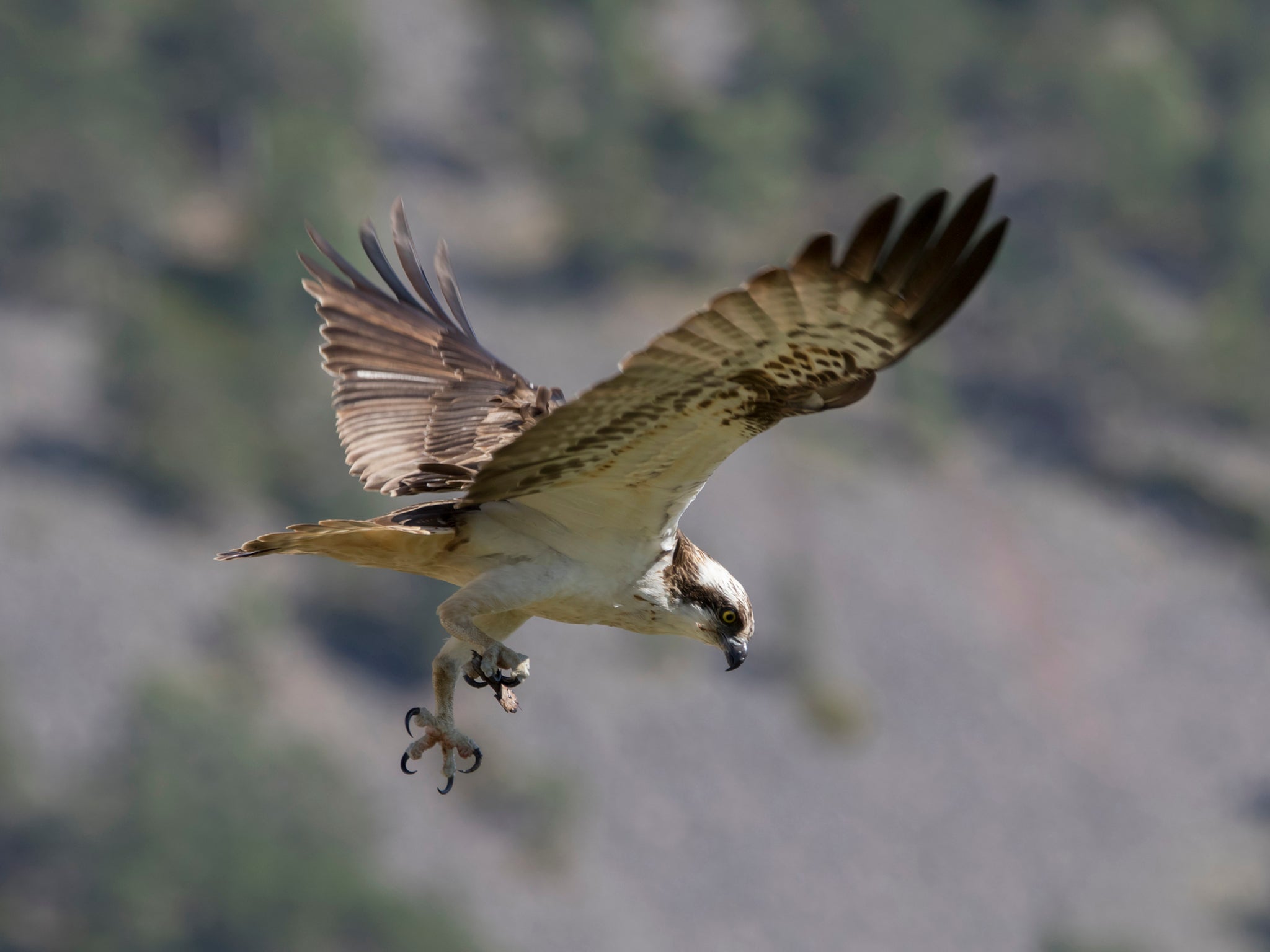 An osprey bird flies over the Cairngorm National Park in Scotland (Getty/iStock)