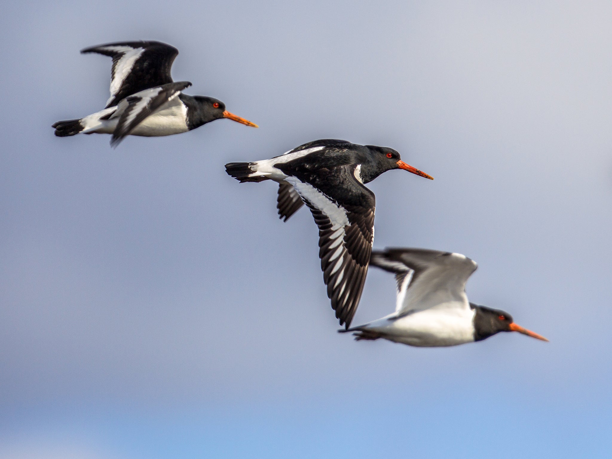 Eurasian oystercatchers fly as a group