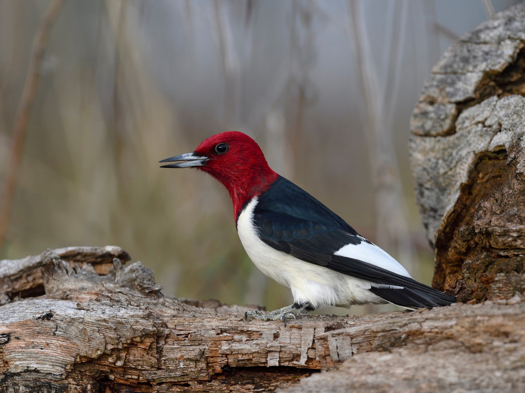 Red-headed woodpecker (Getty/iStock)