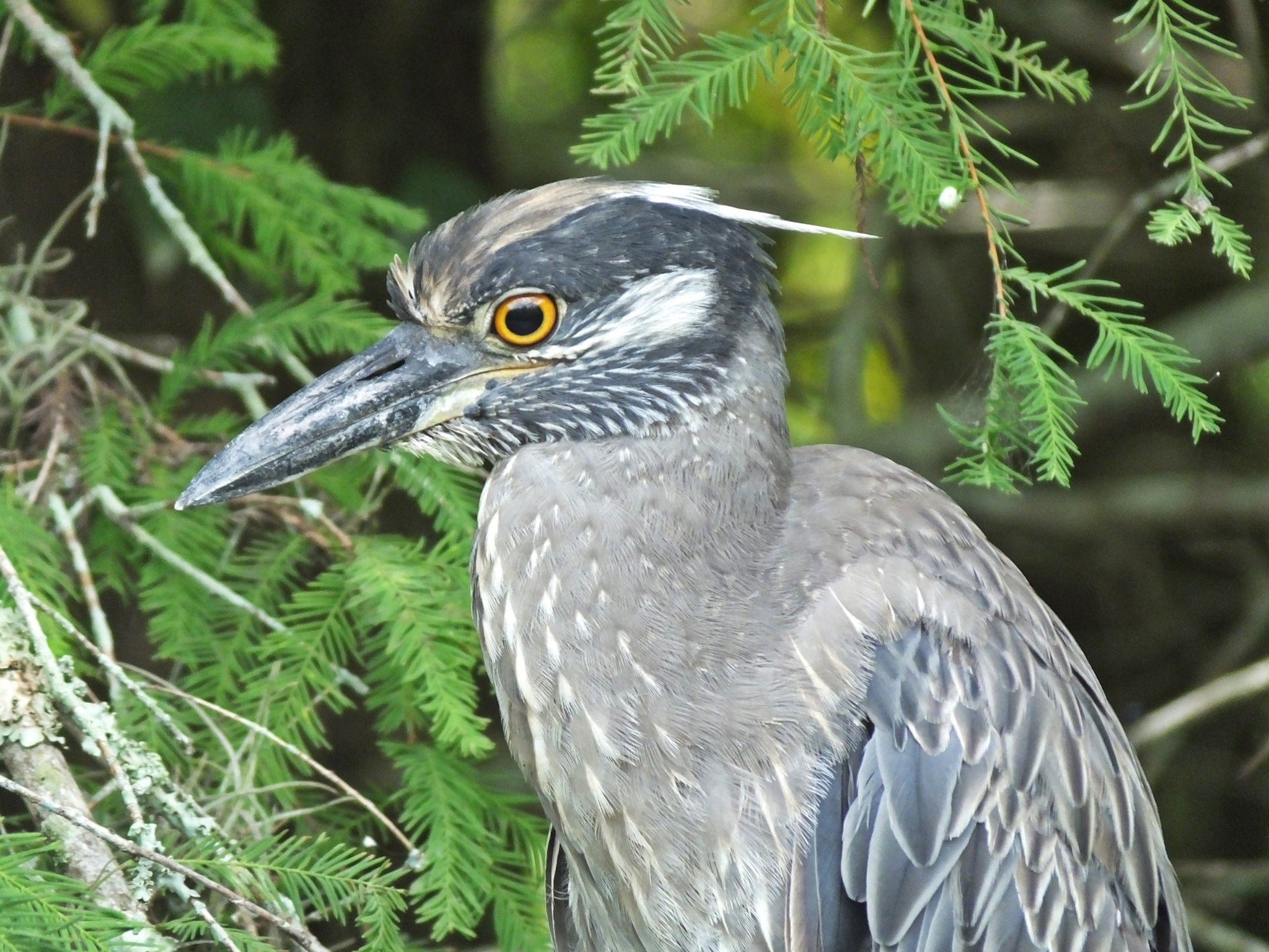 A yellow-crowned night heron perched on a tree (Getty/iStock)