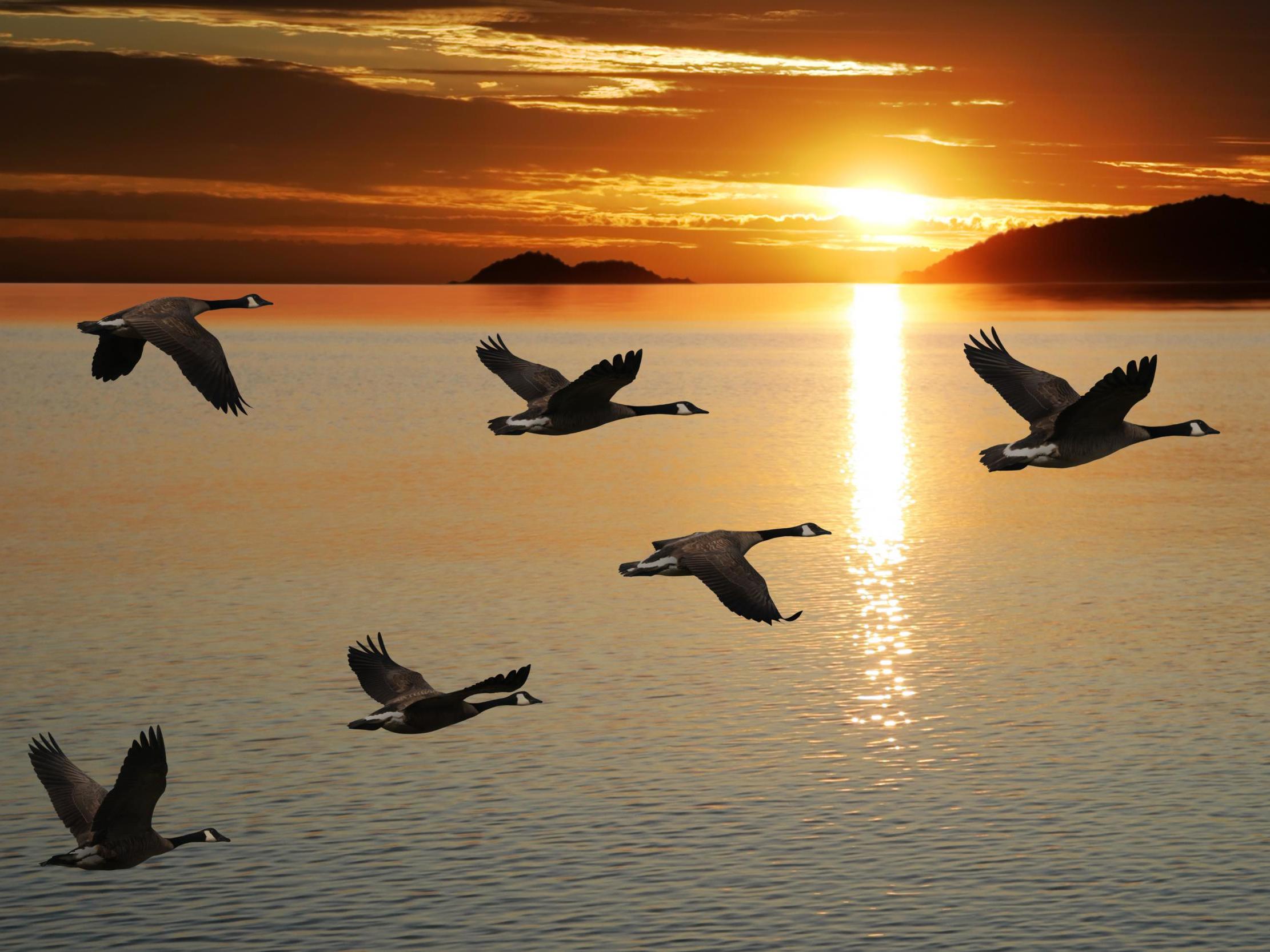 Migrating birds know their way thanks to Earth's magnetic fields, and humans may sense it too