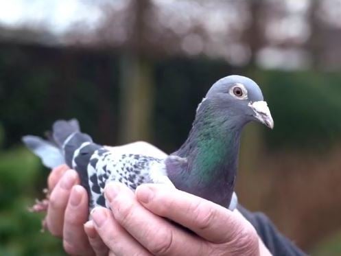 The racing pigeon was sold in an online auction