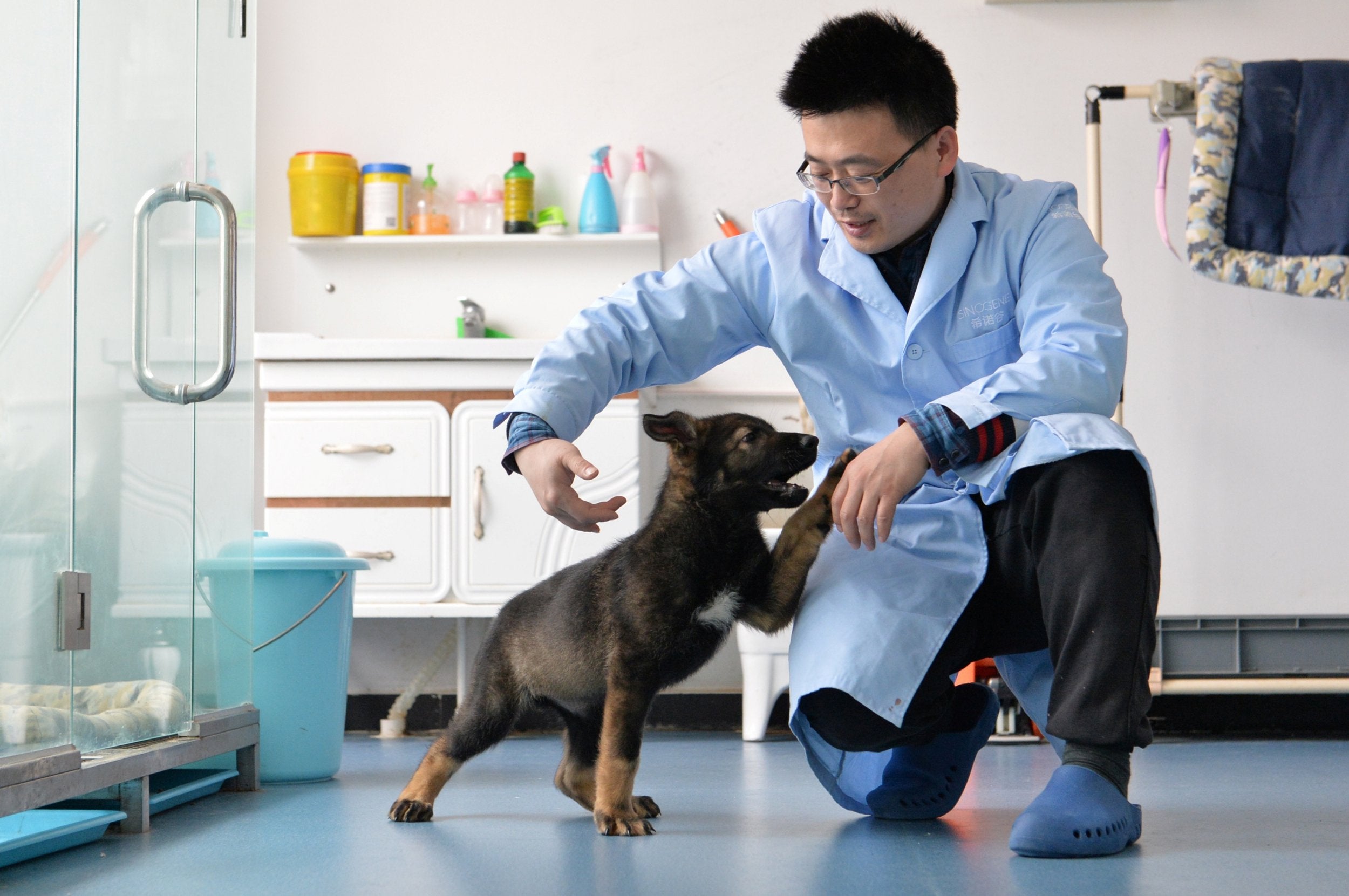 A researcher interacts with Kunxun, the puppy cloned from a police dog, in Beijing