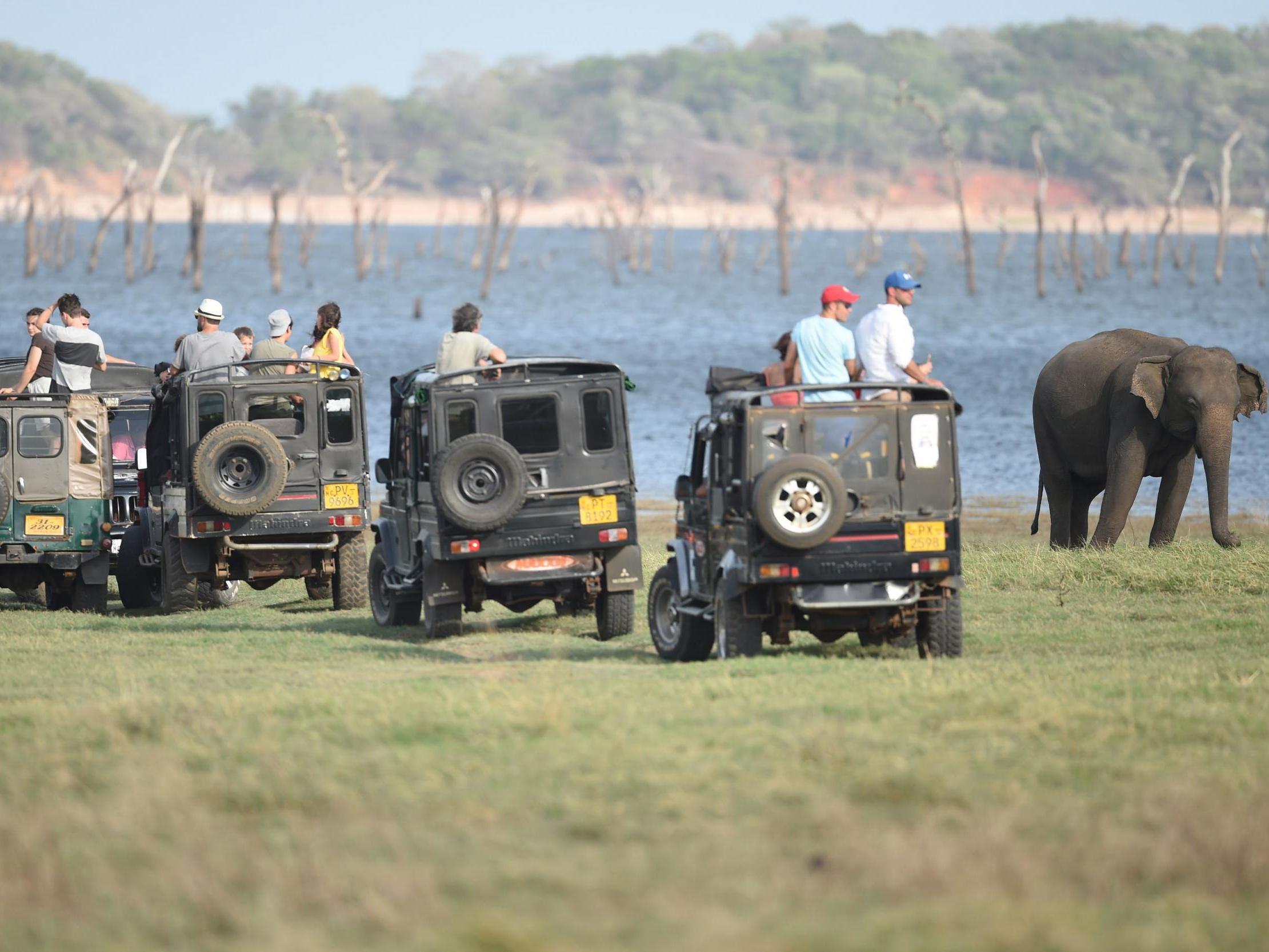 Large groups of people frighten elephants in the wild, potentially making them aggressive