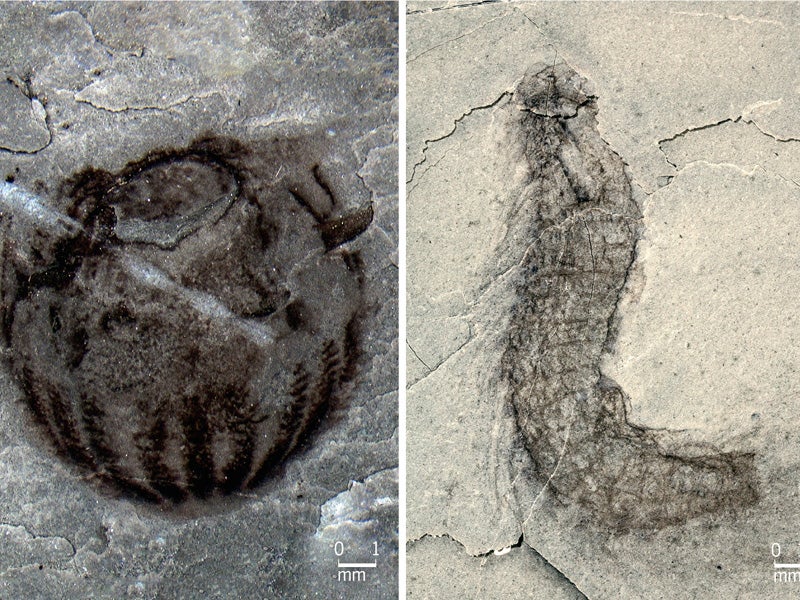 Fossils discovered in the Qingjiang include animals rarely seen in the Cambrian rock record, such as comb jellies