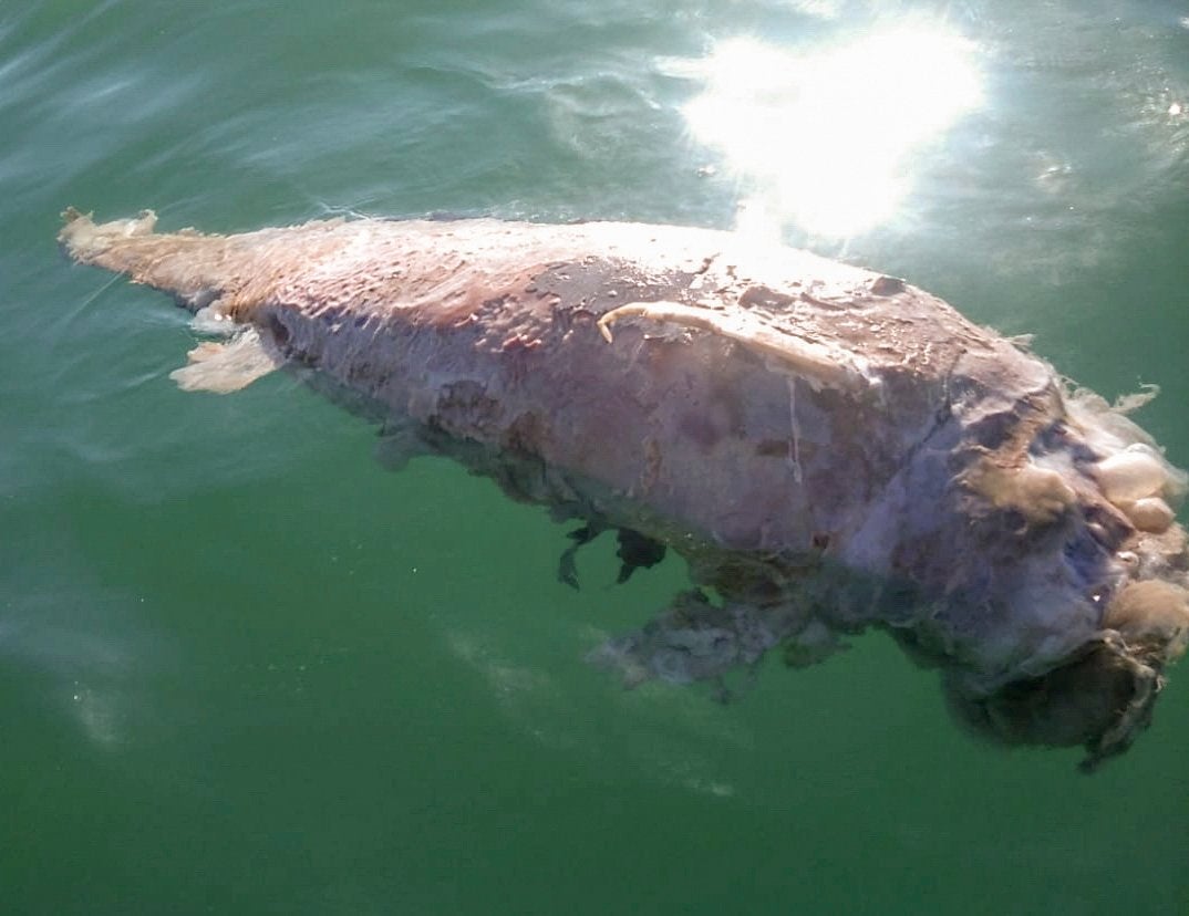 A dead mammal believed to be a vaquita has been found in an illegal type of net in the Gulf of California