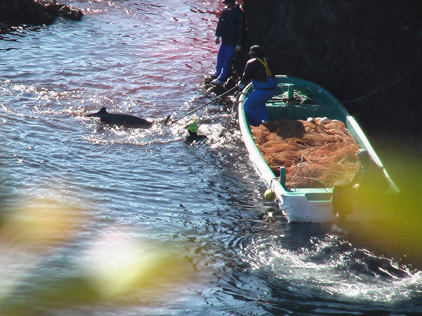 In Taiji, dolphins are corralled into a cove before being captured for aquaria or slaughtered (Whale and Dolphin Conservation )