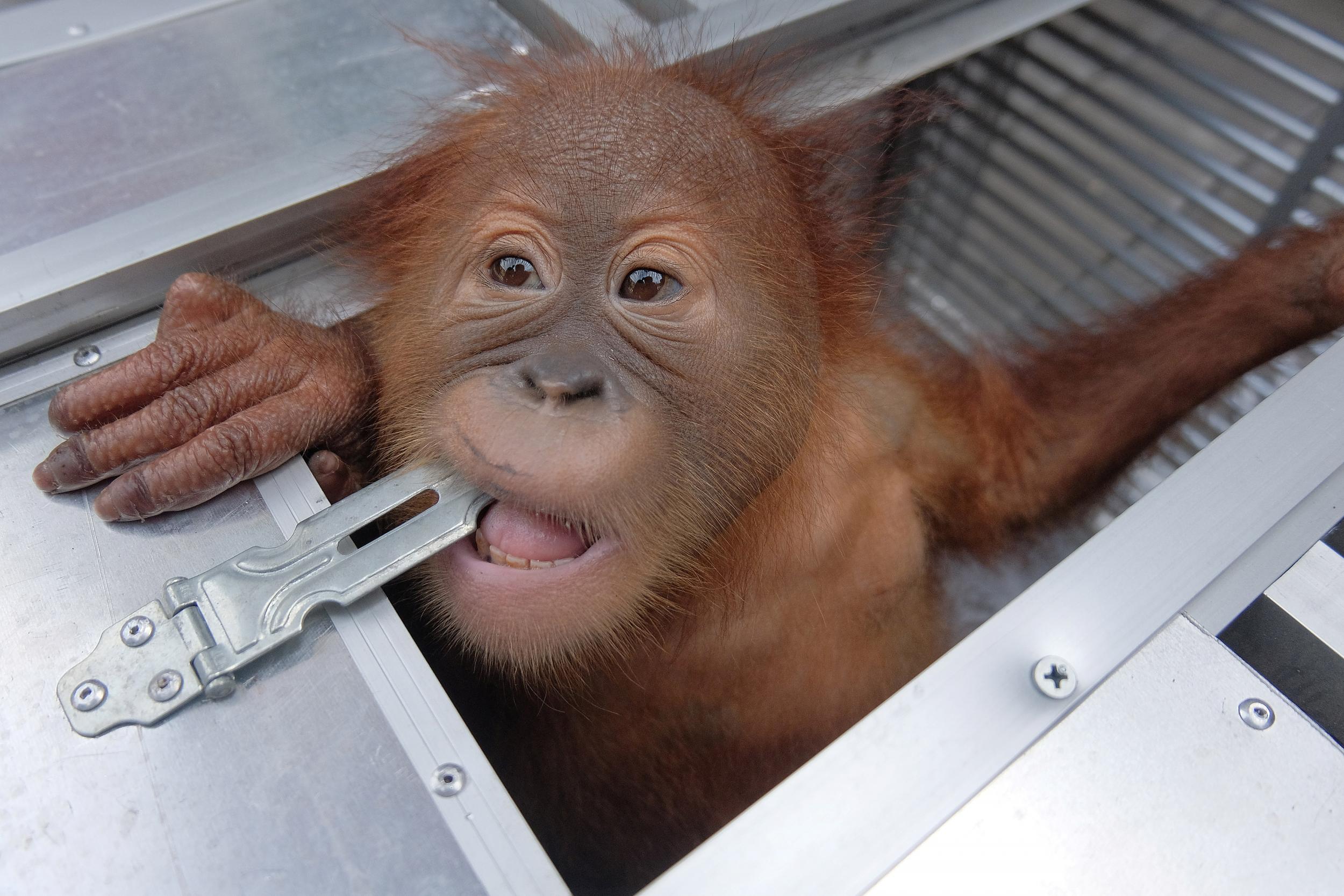 A two-year old male orangutan, which a Russian citizen attempted to smuggle out of Indonesia, looks out of a cage after being confiscated