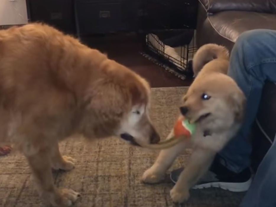 Charlie plays with Maverick, his 'seeing-eye' puppy