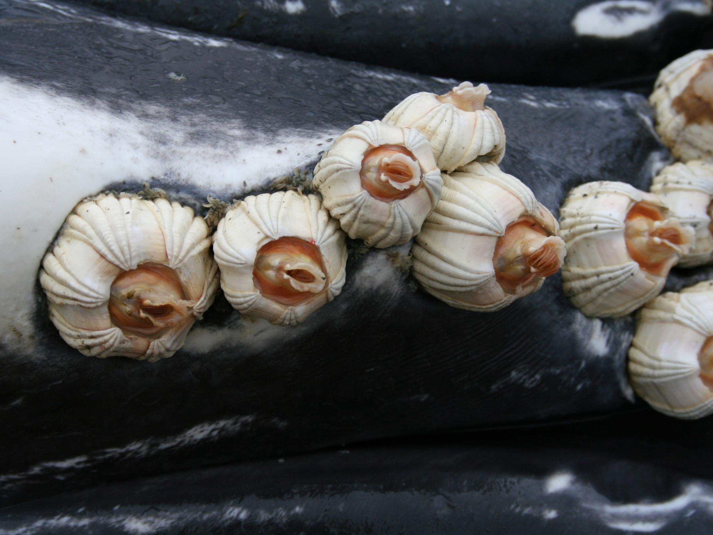 Whale barnacles attach to a humpback whale’s skin