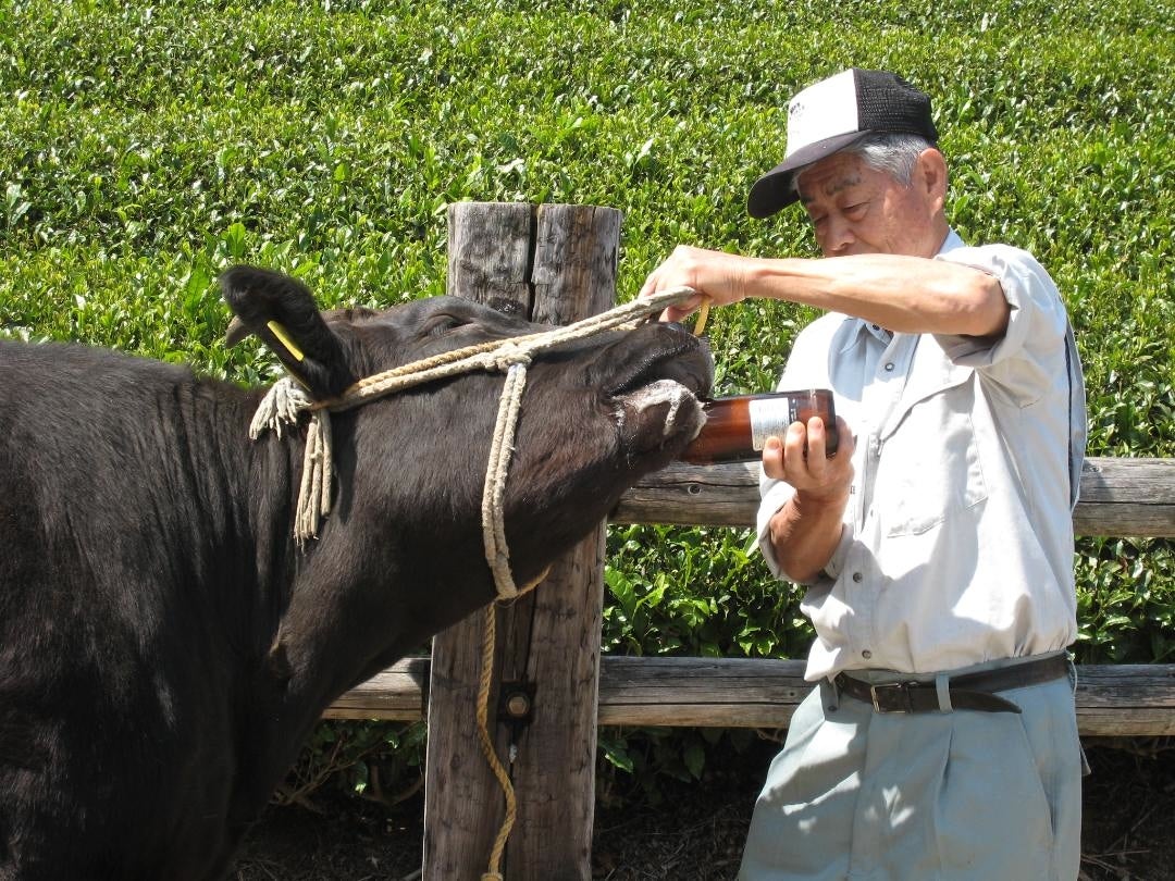 Cows are given beer to drink to give them the munchies