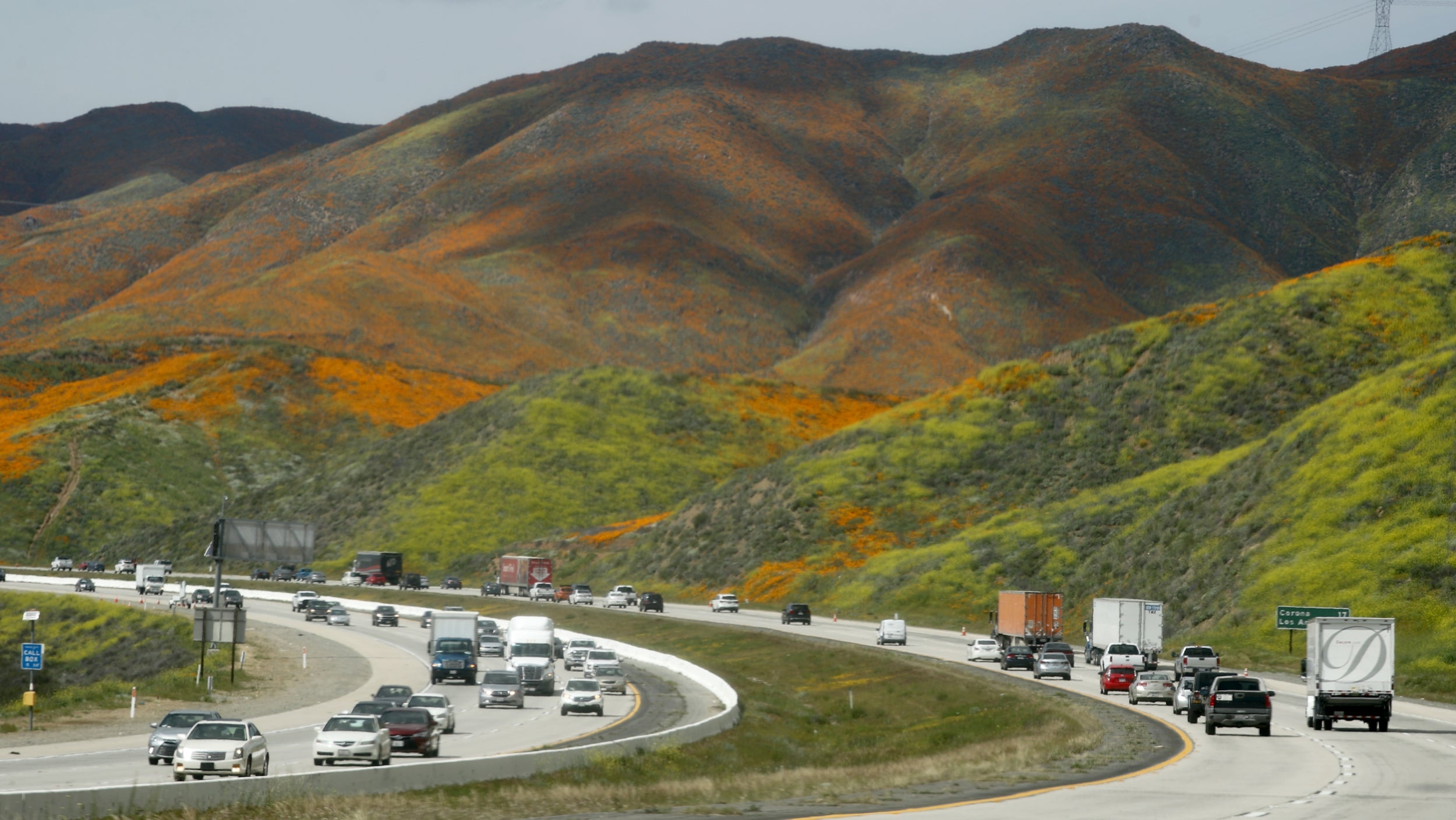 Cars pass a super bloom of wild poppies blanketing the hills on March 22, 2019 near Lake Elsinore, California. Heavier than normal winter rains in California have caused a super bloom of wildflowers in various locales of the state. The popular Lake Elsinore bloom is expected to decline in the coming days.